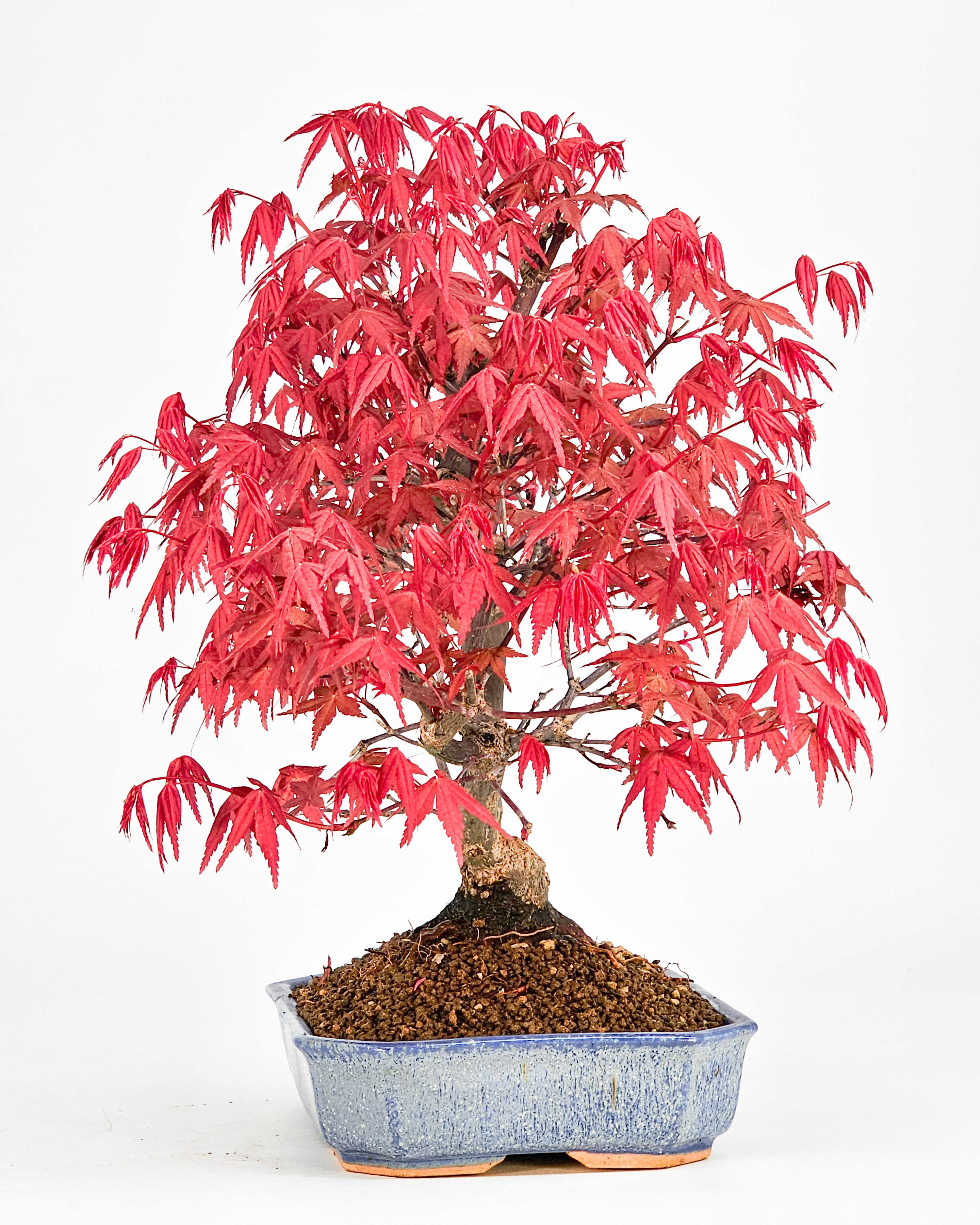 Bonsai Fächerahorn Acer palmatum Deshojo 26cm