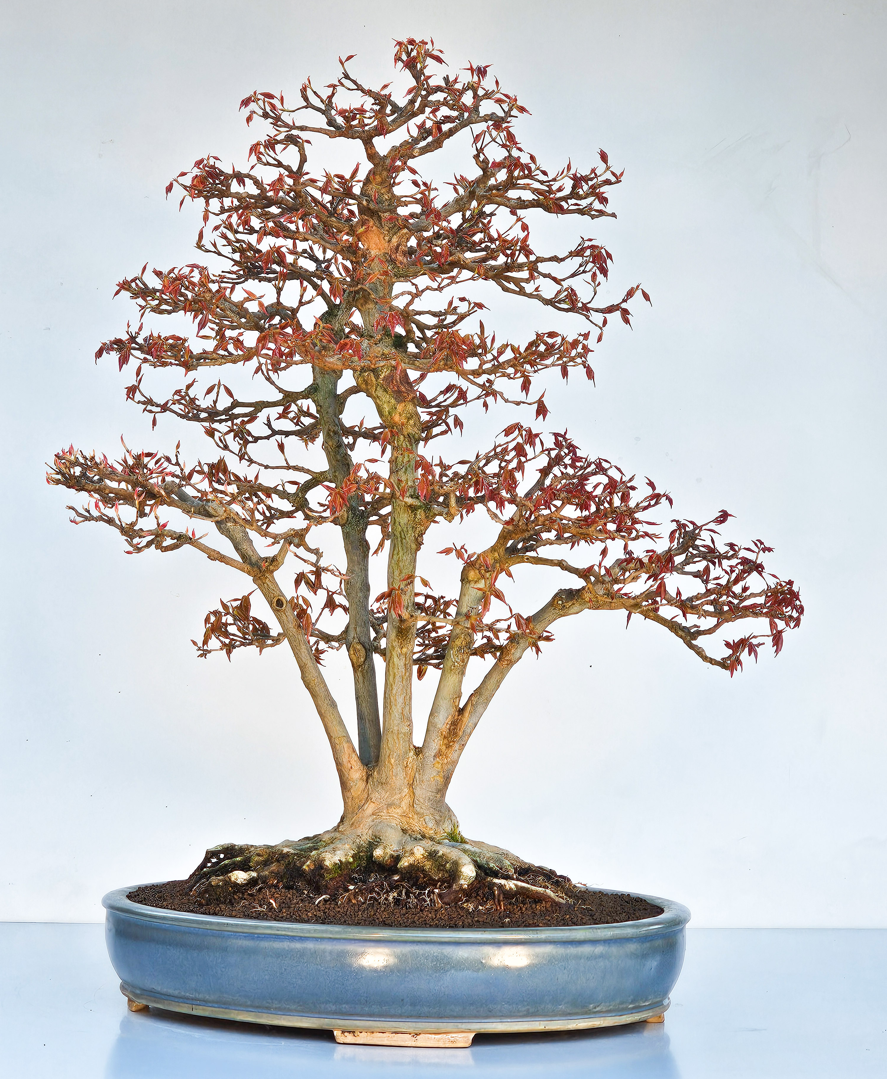 Bonsai Dreispitzahorn Multitrunk 5 Stämme - Acer buergerianum 60cm - Video!