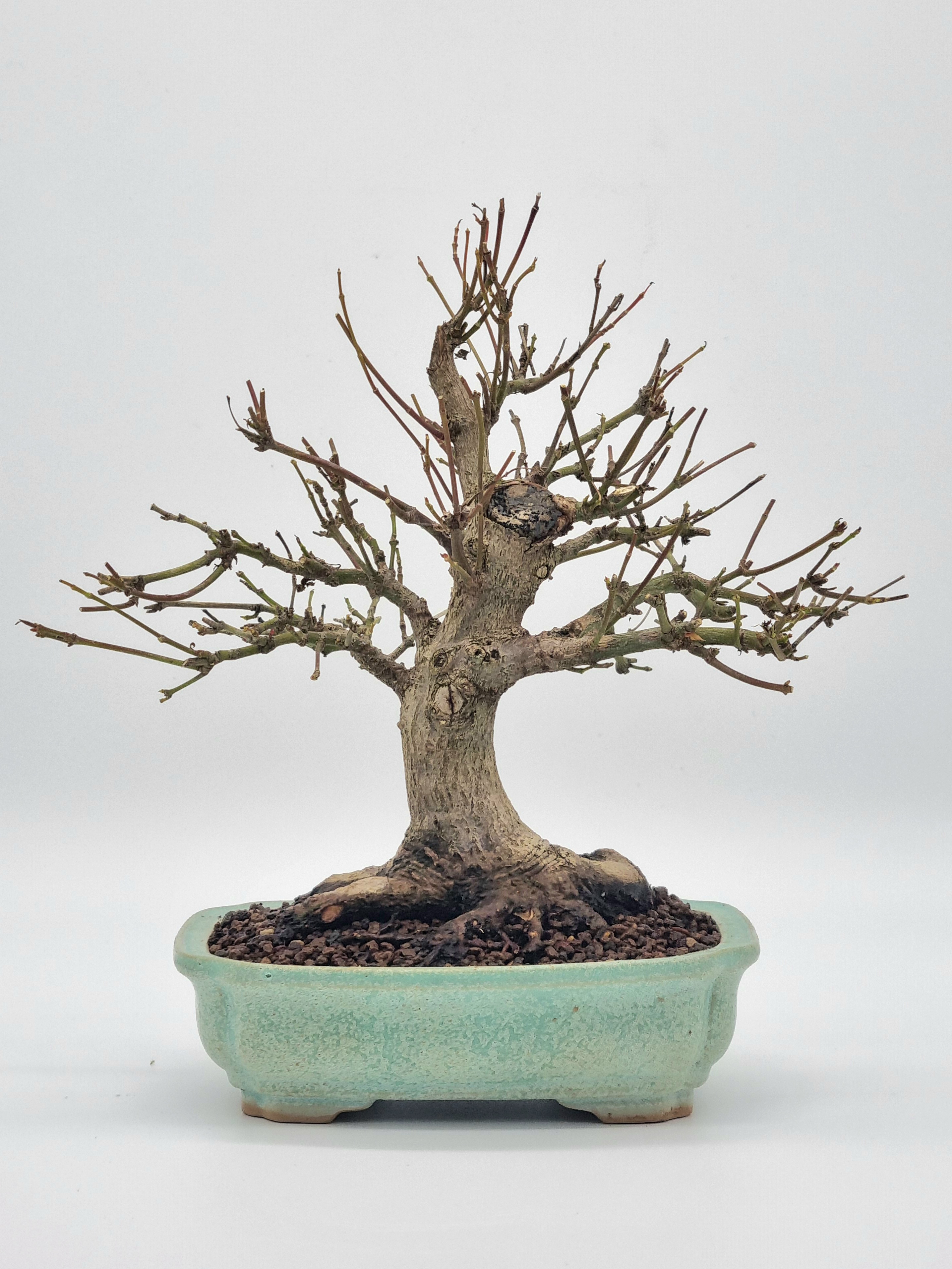Bonsai Fächerahorn Ahorn Yamamomiji Acer Palmatum Shohin
