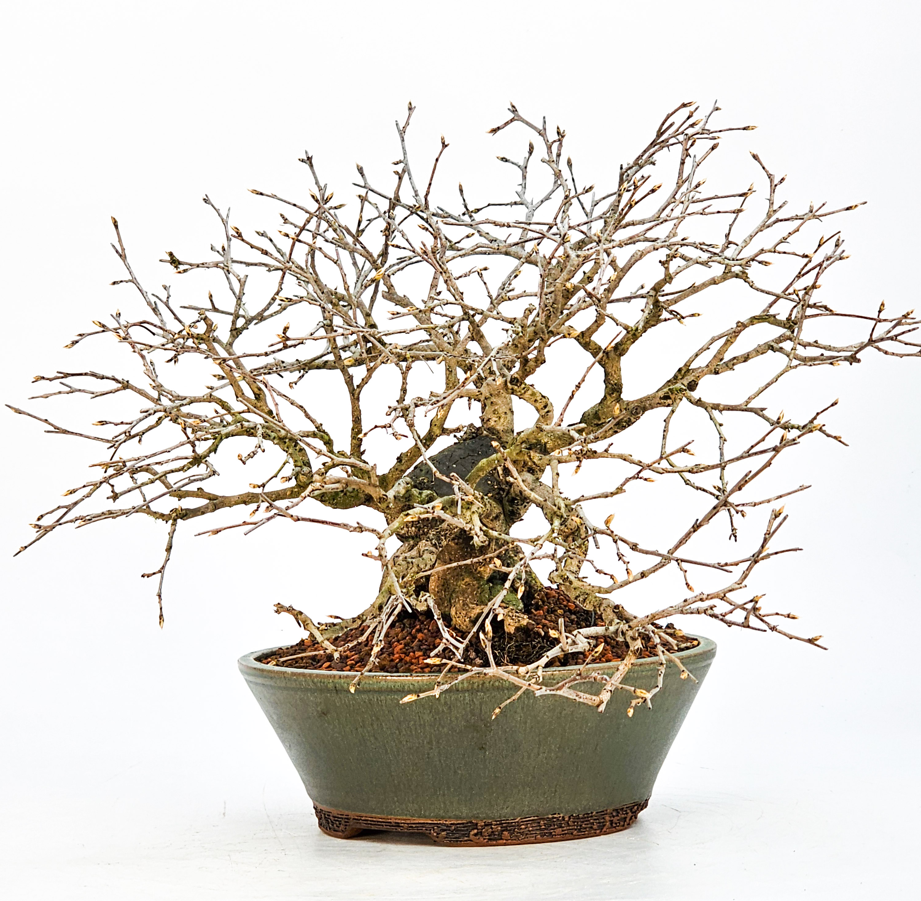 Bonsai Diospyros kaki Kakipflaume  Shohin 21cm Video!!
