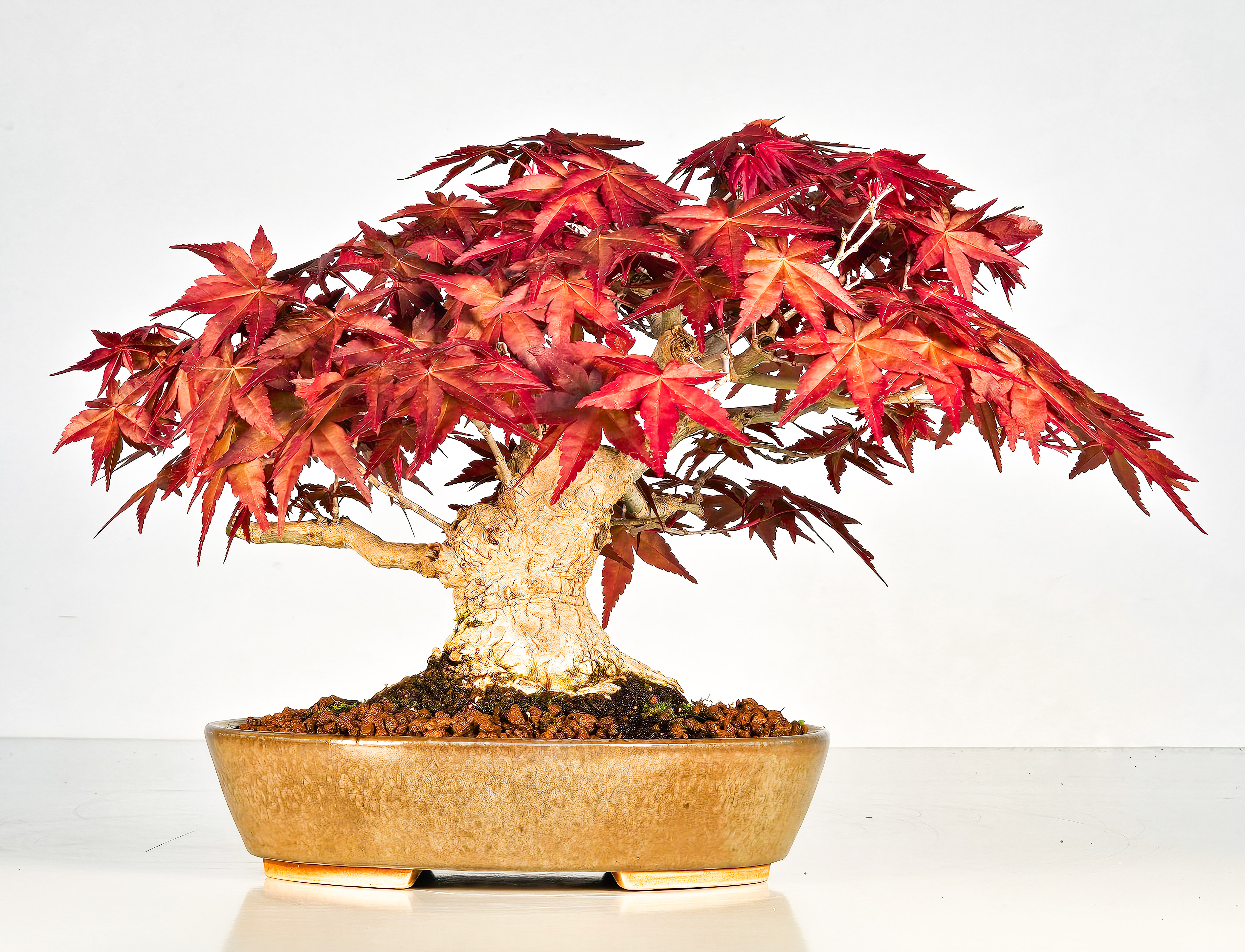 Bonsai Fächerahorn Acer palmatum Deshojo Shohin 17cm 