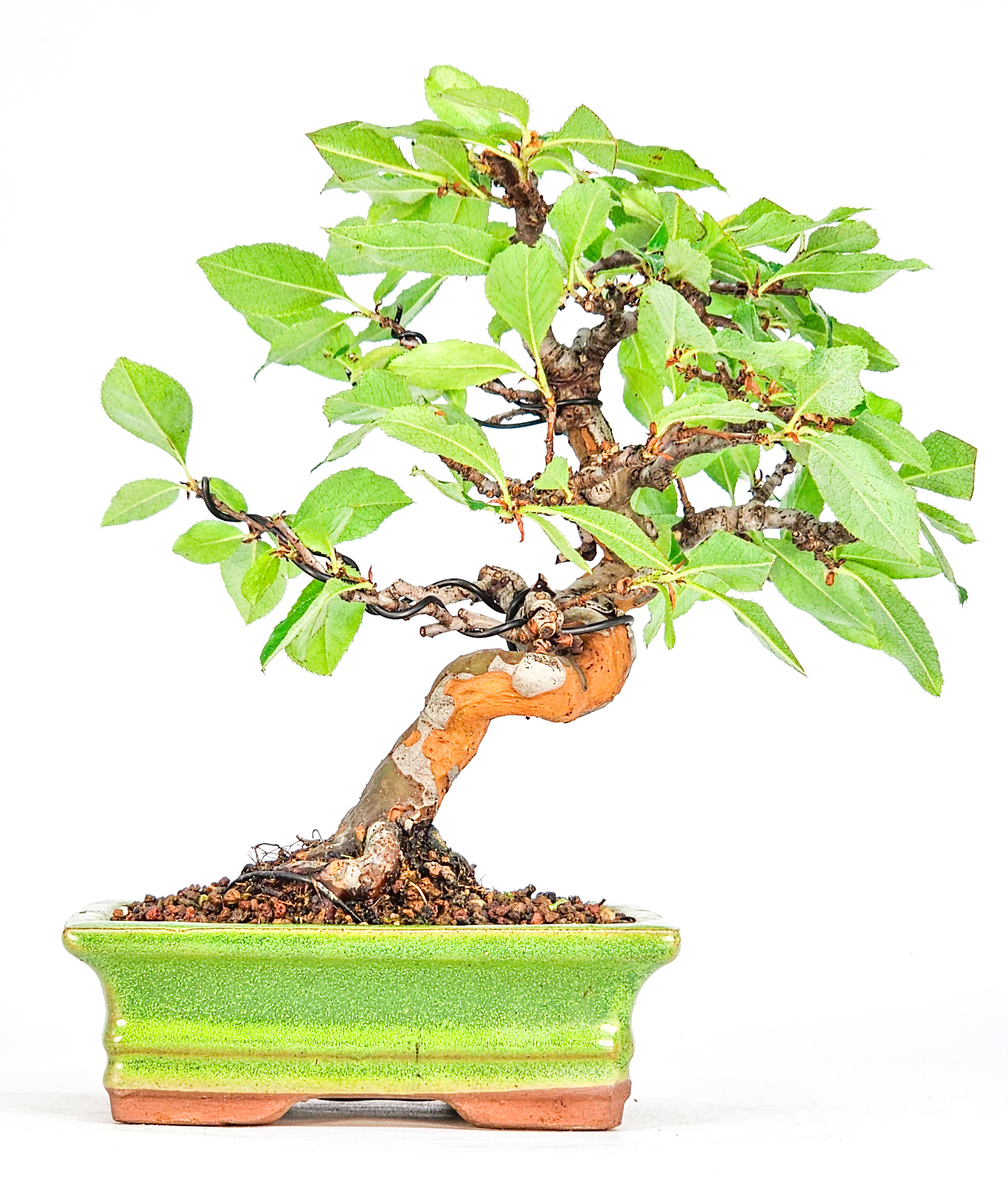 Bonsai Quitte - Pseudocydonia sinensis Shohin 19cm