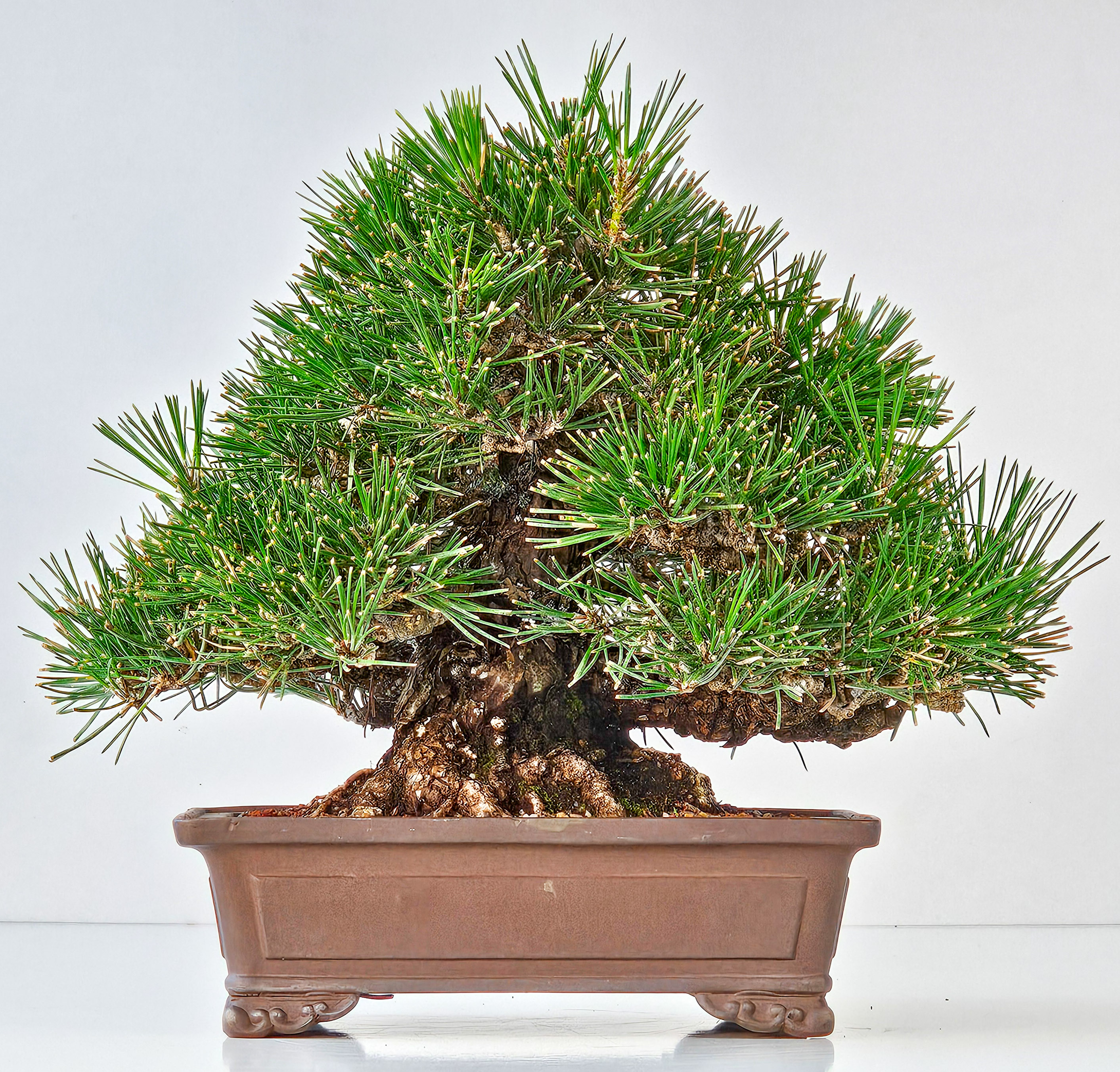 Bonsai Schwarzkiefer - Pinus thunbergii  22,5 cm