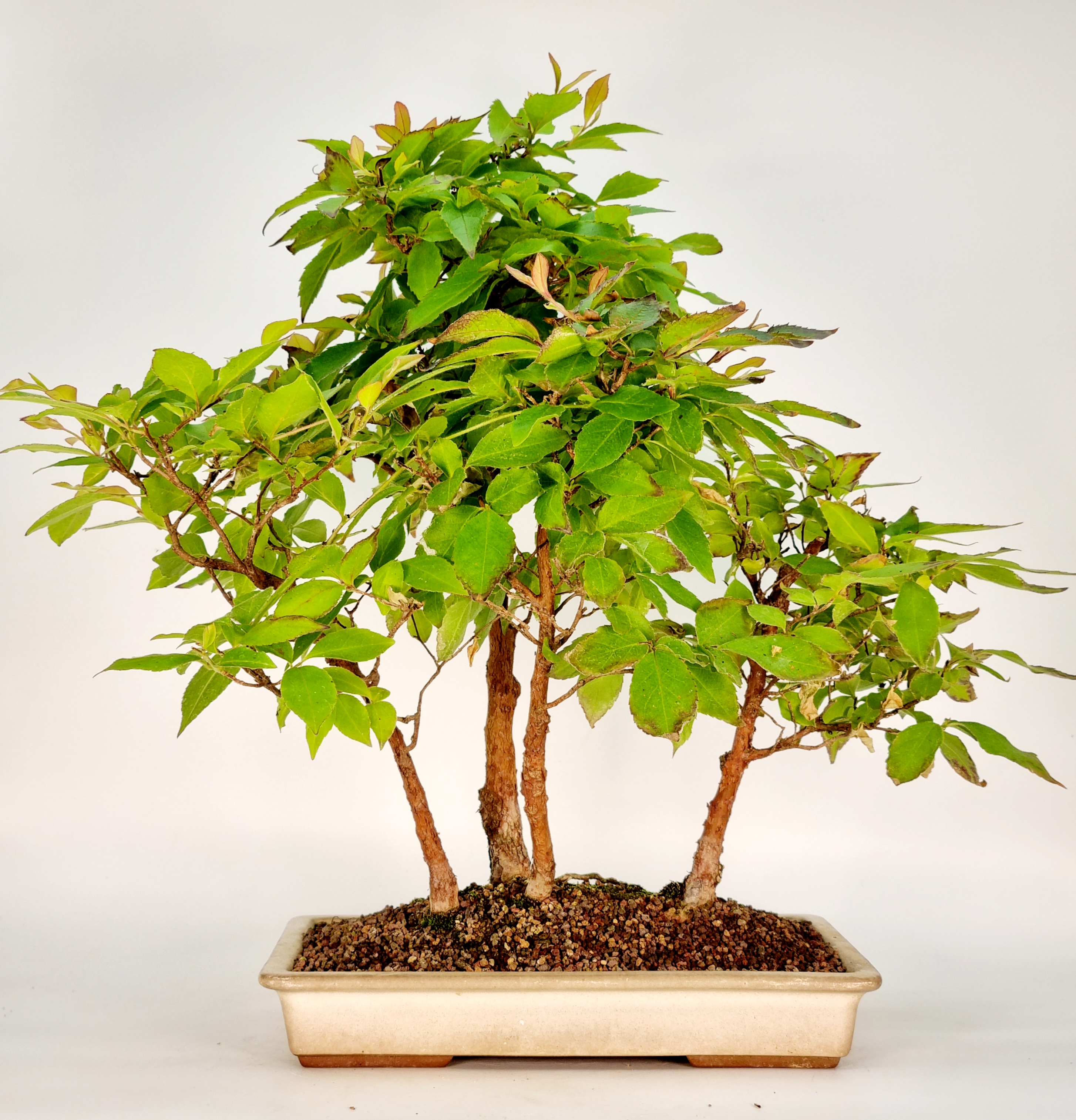Bonsai Stewartie - Scheinkamelie 35cm