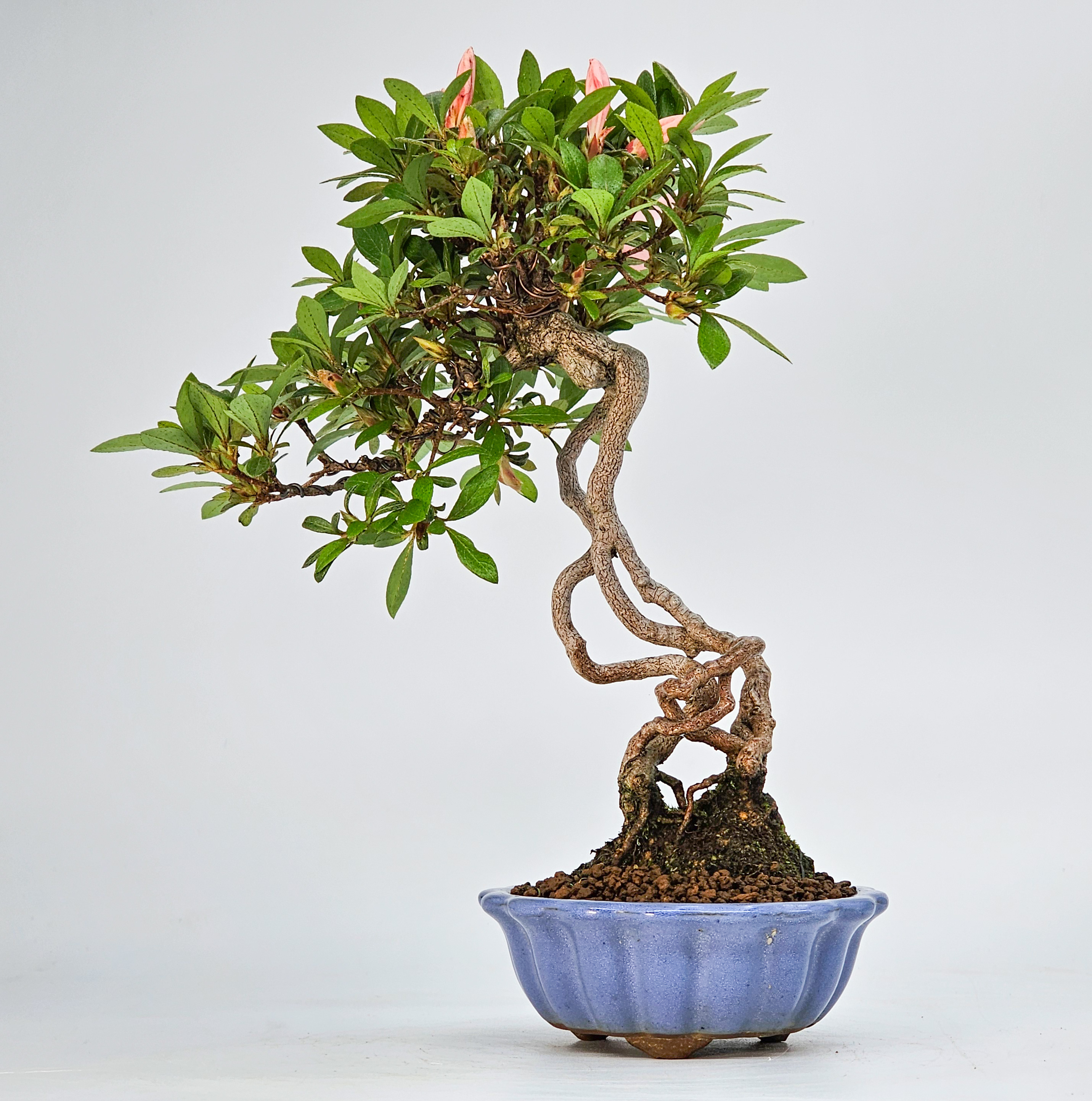 Bonsai Azalee - Rhododendron indicum Shohin 21cm