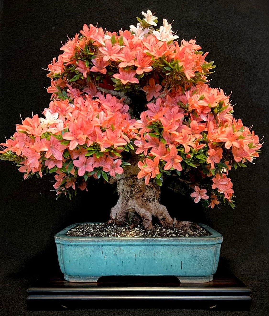 Bonsai Azalee Rhododendron indicum -Nissho no Hakari- 48cm Bonsai Azalee Rhododendron indicum -Nissho no Hakari- 48cm