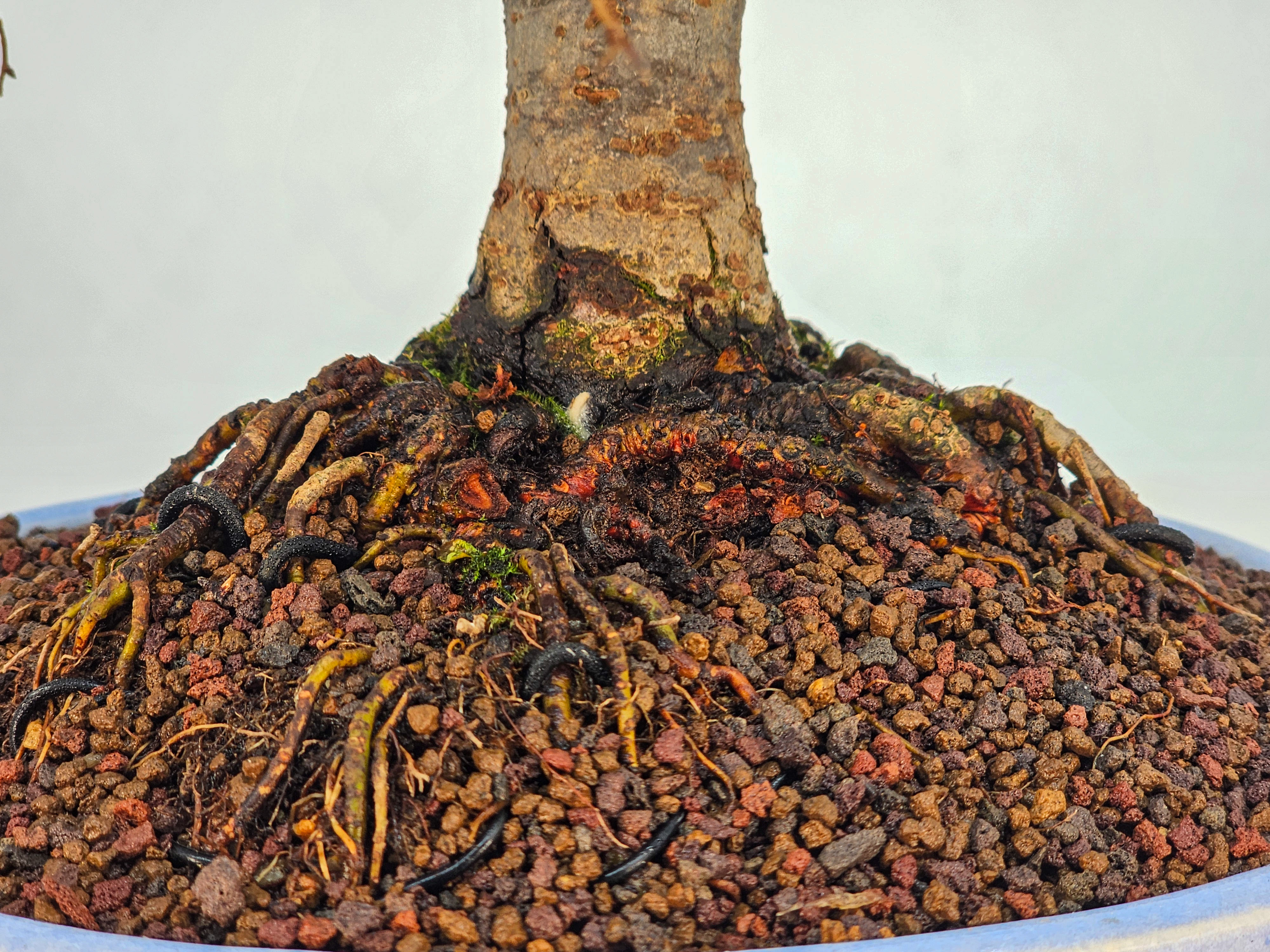 Bonsai Premium Zelkova serrata Shohin 21cm