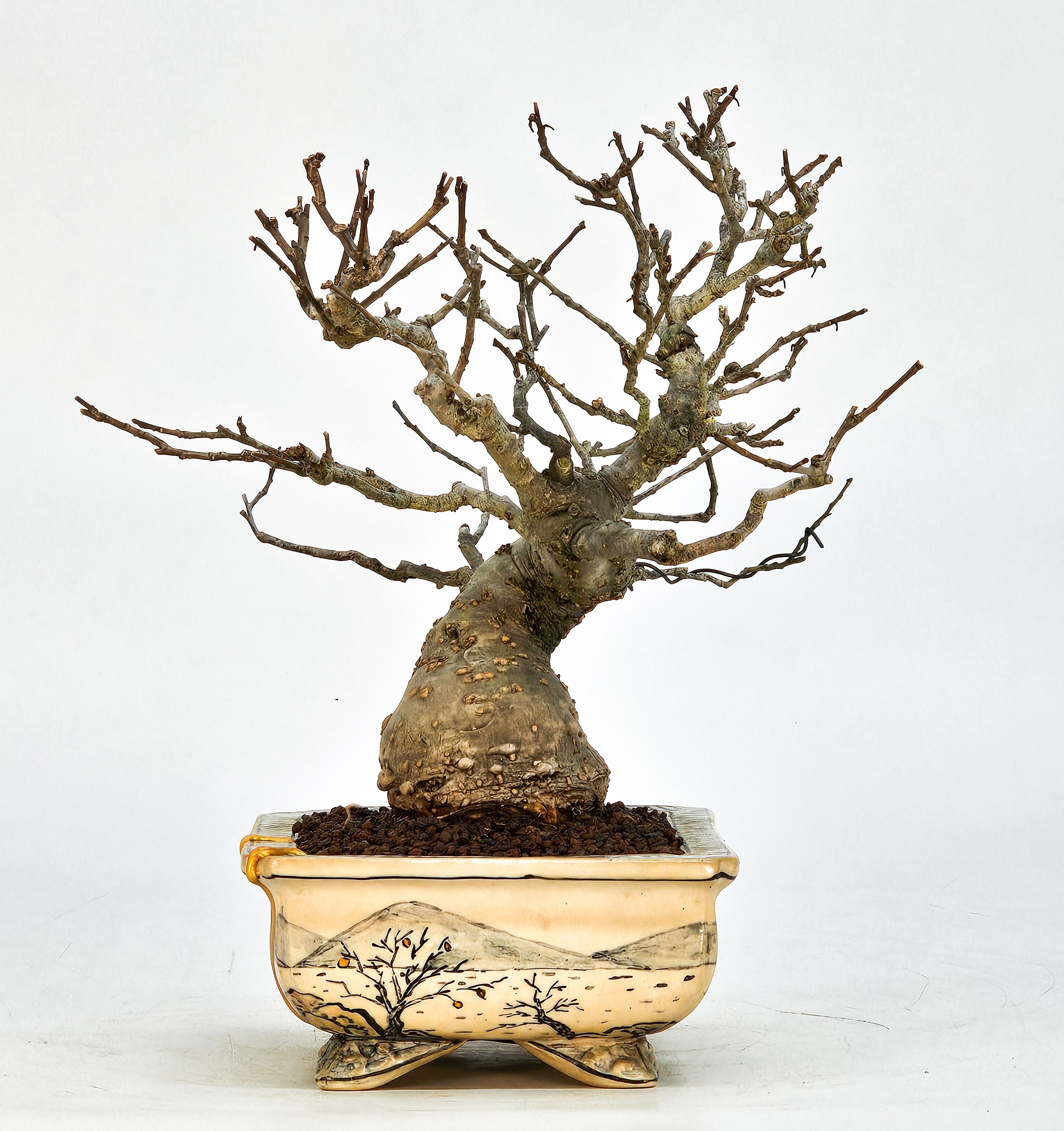 Bonsai Jap. Winterbeere - Ilex serrata Shohin 18cm 