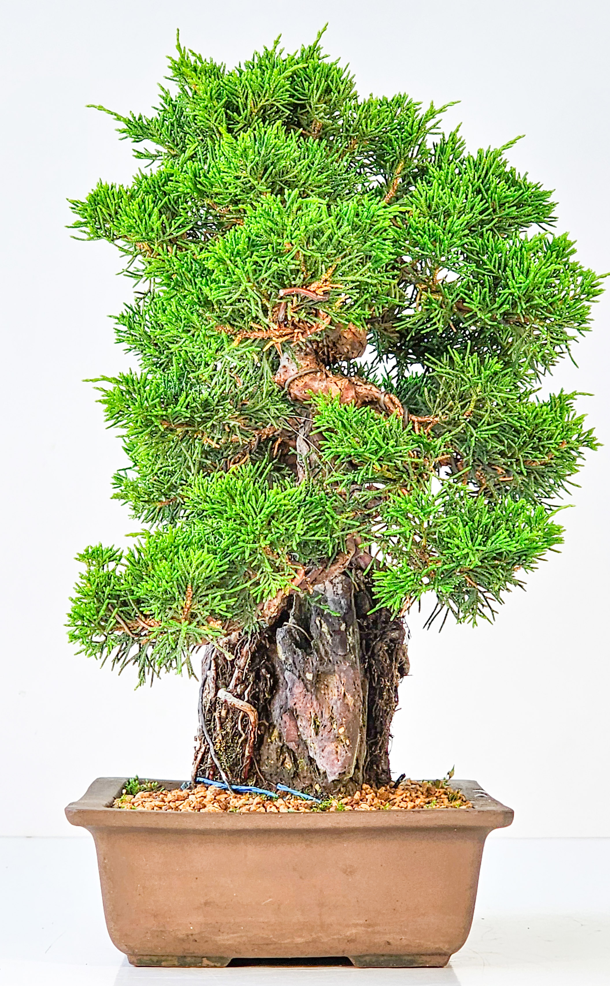 Bonsai Wacholder Juniperus chinensis shimpaku 30,5 cm