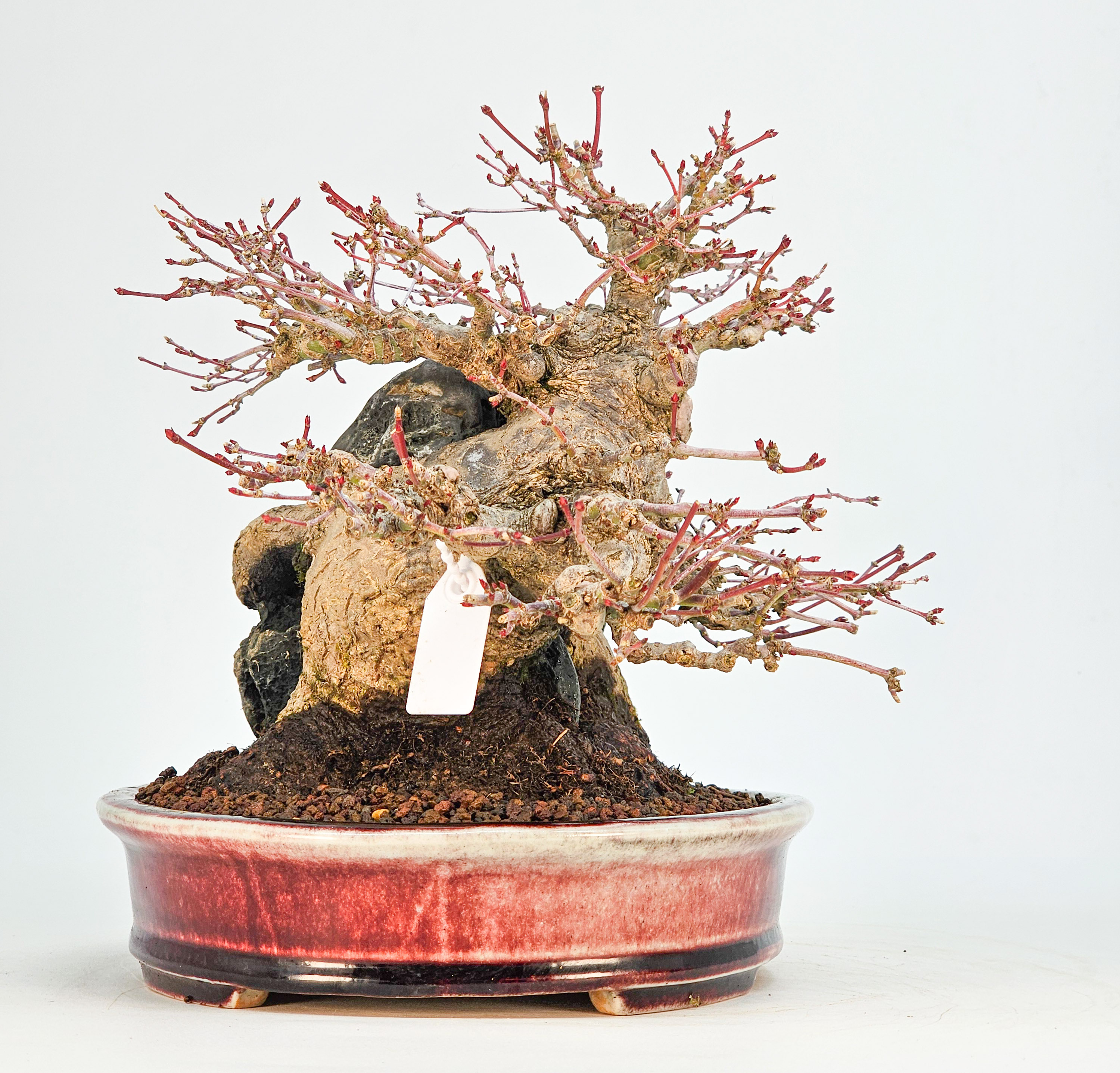 Bonsai Premium Fächerahorn - Acer palmatum Ishizuki Shohin 21cm