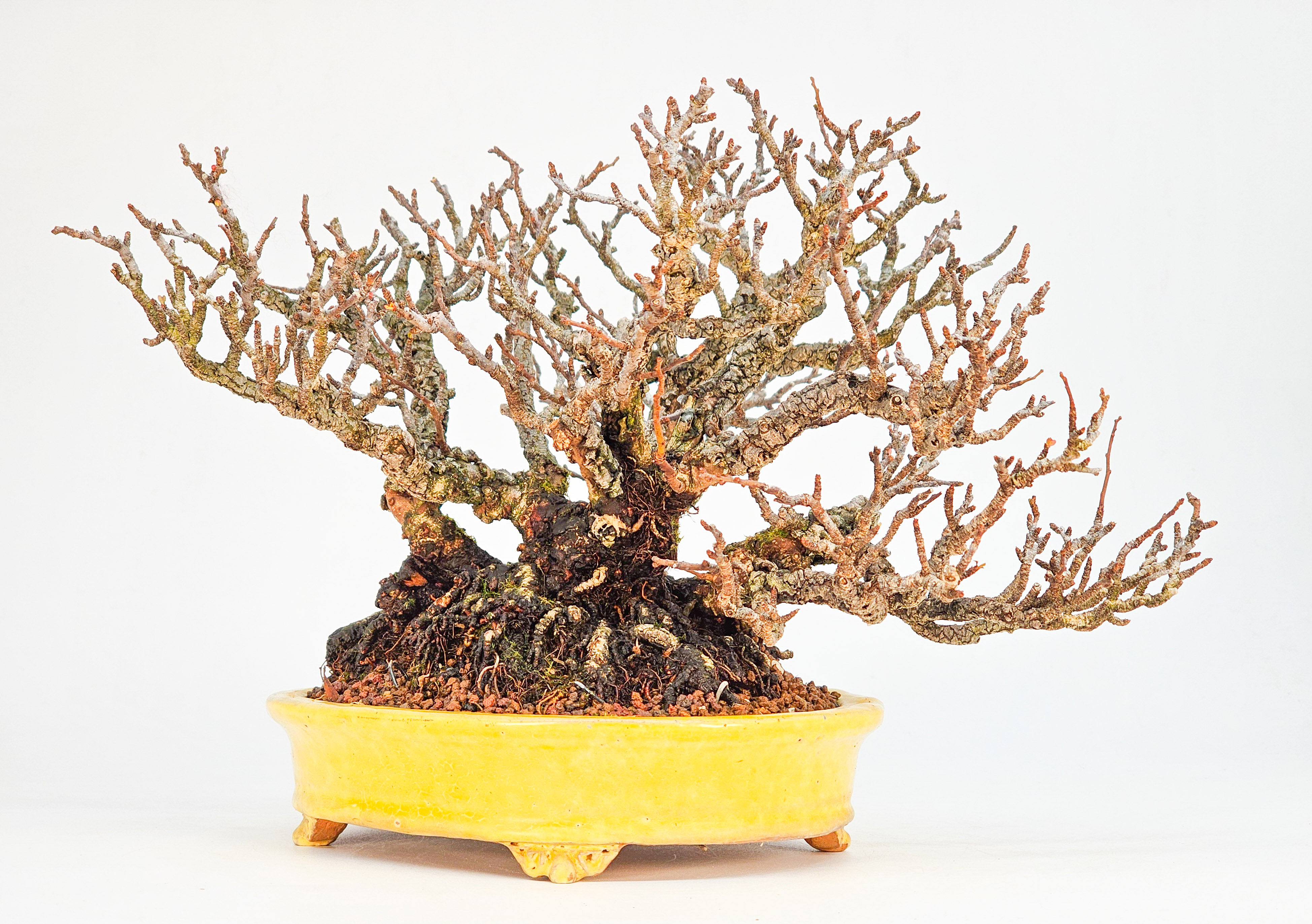 Bonsai Zierquitte - Chaenomeles Shohin 19cm