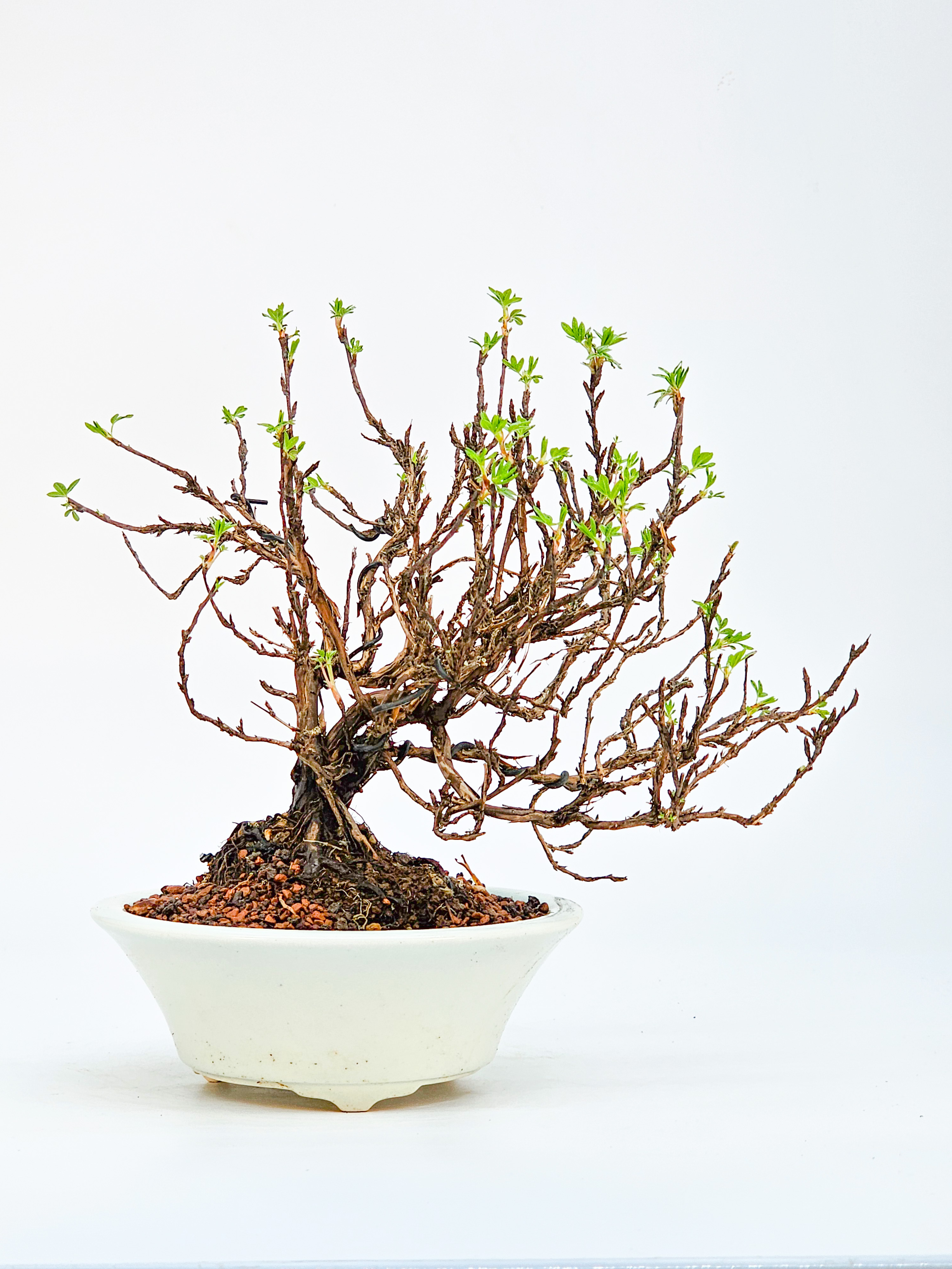 Bonsai Potentilla fruticosa - Fingerstrauch Shohin 17cm 