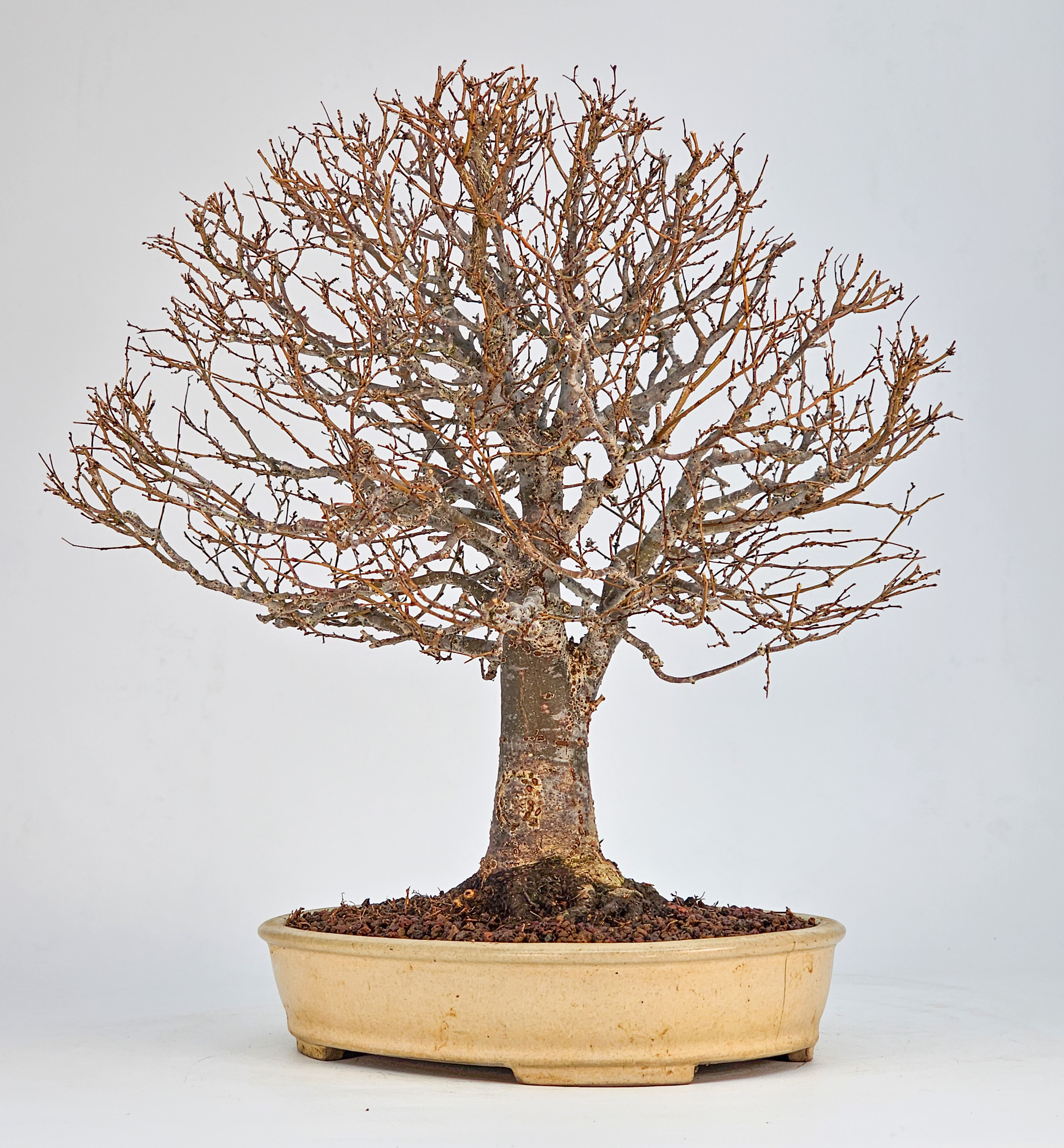 Bonsai Premium Zelkova serrata Shohin 25cm 