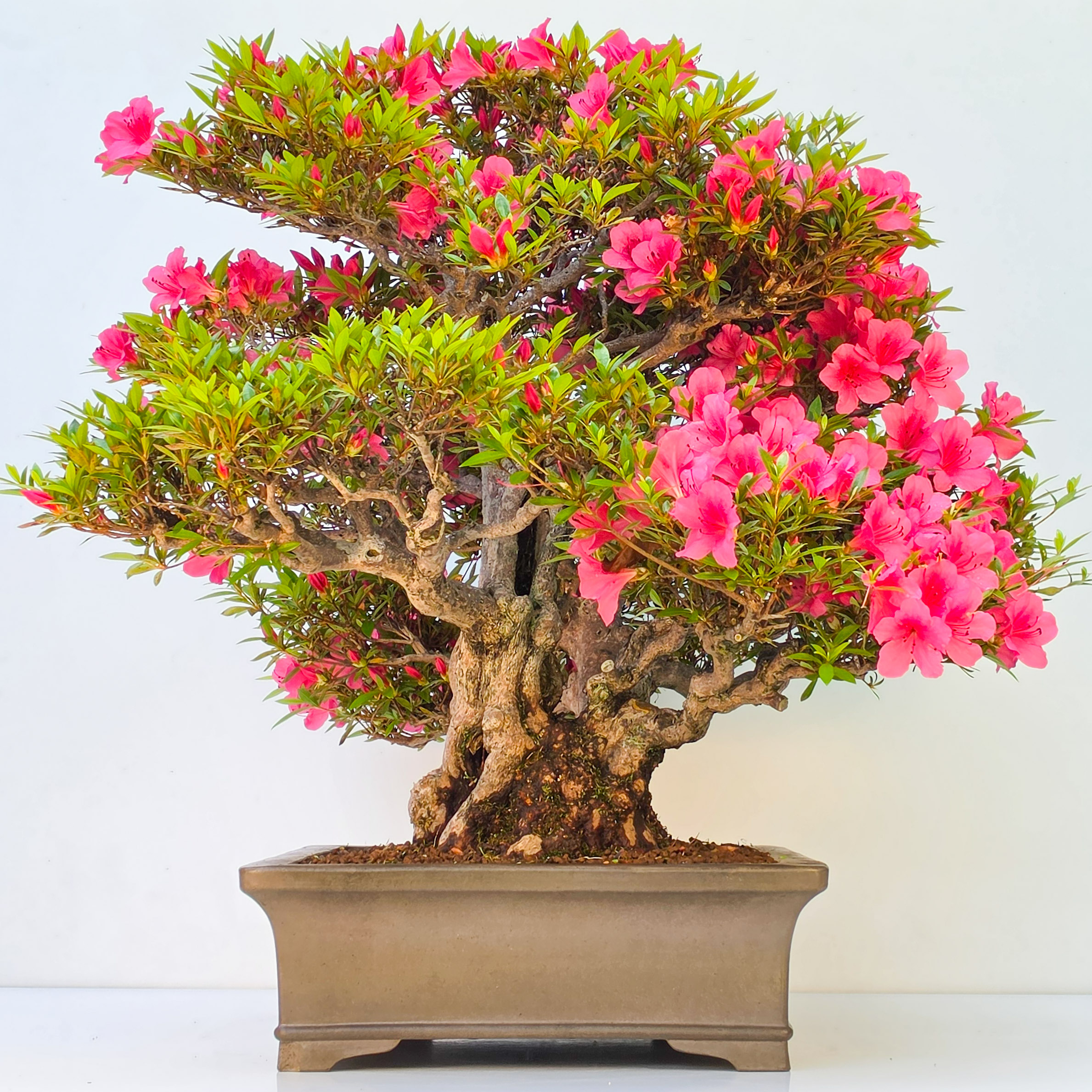 Bonsai Azalee -  Rhododendron indicum 60cm