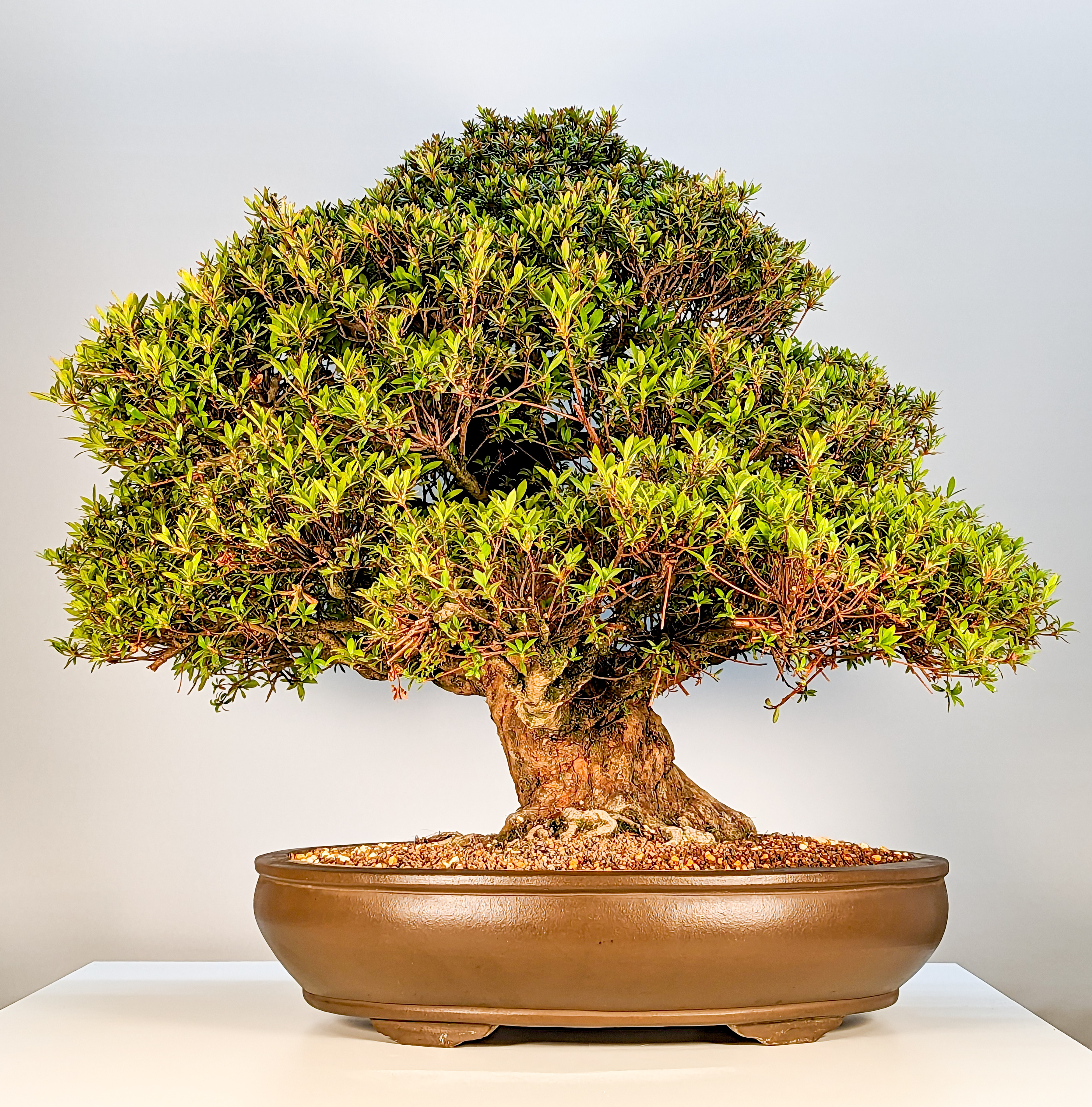 Bonsai Azalee Rhododendron indicum Kinsai - rote Blüten! 57cm 