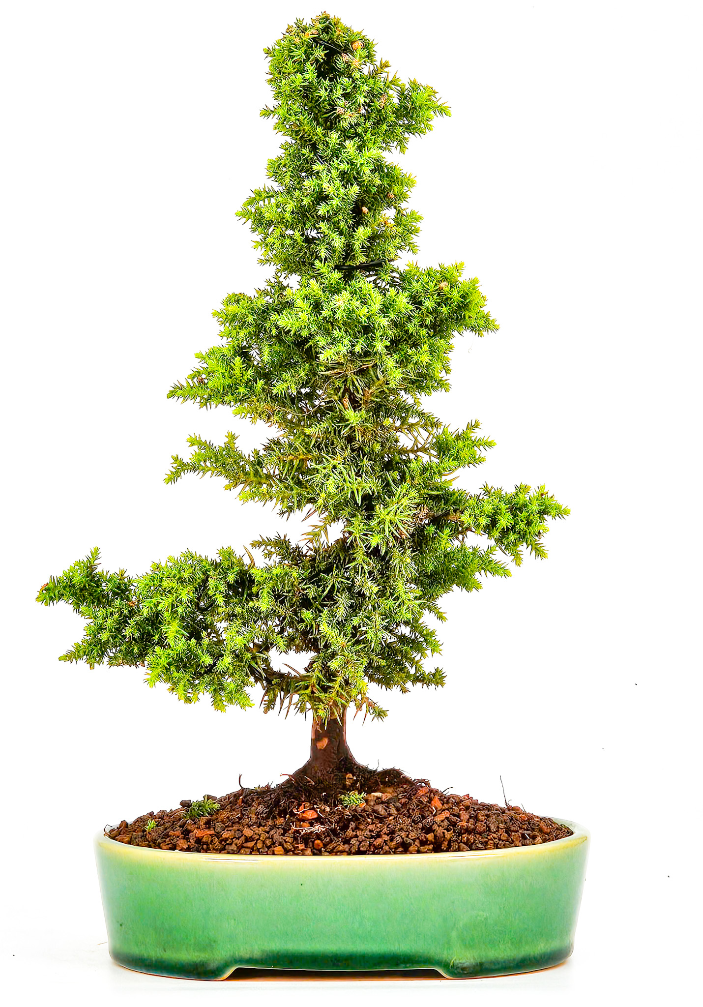 Bonsai Sicheltanne Cryptomeria Japonica 24cm  