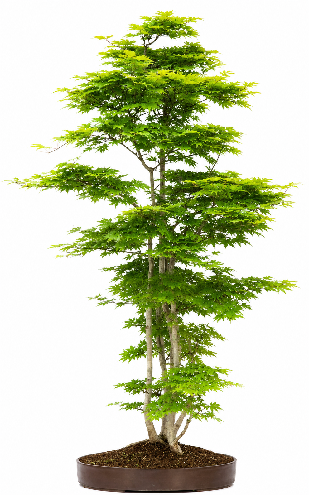 Bonsai Fächerahorn - Acer Ariake Rarität!! 130cm