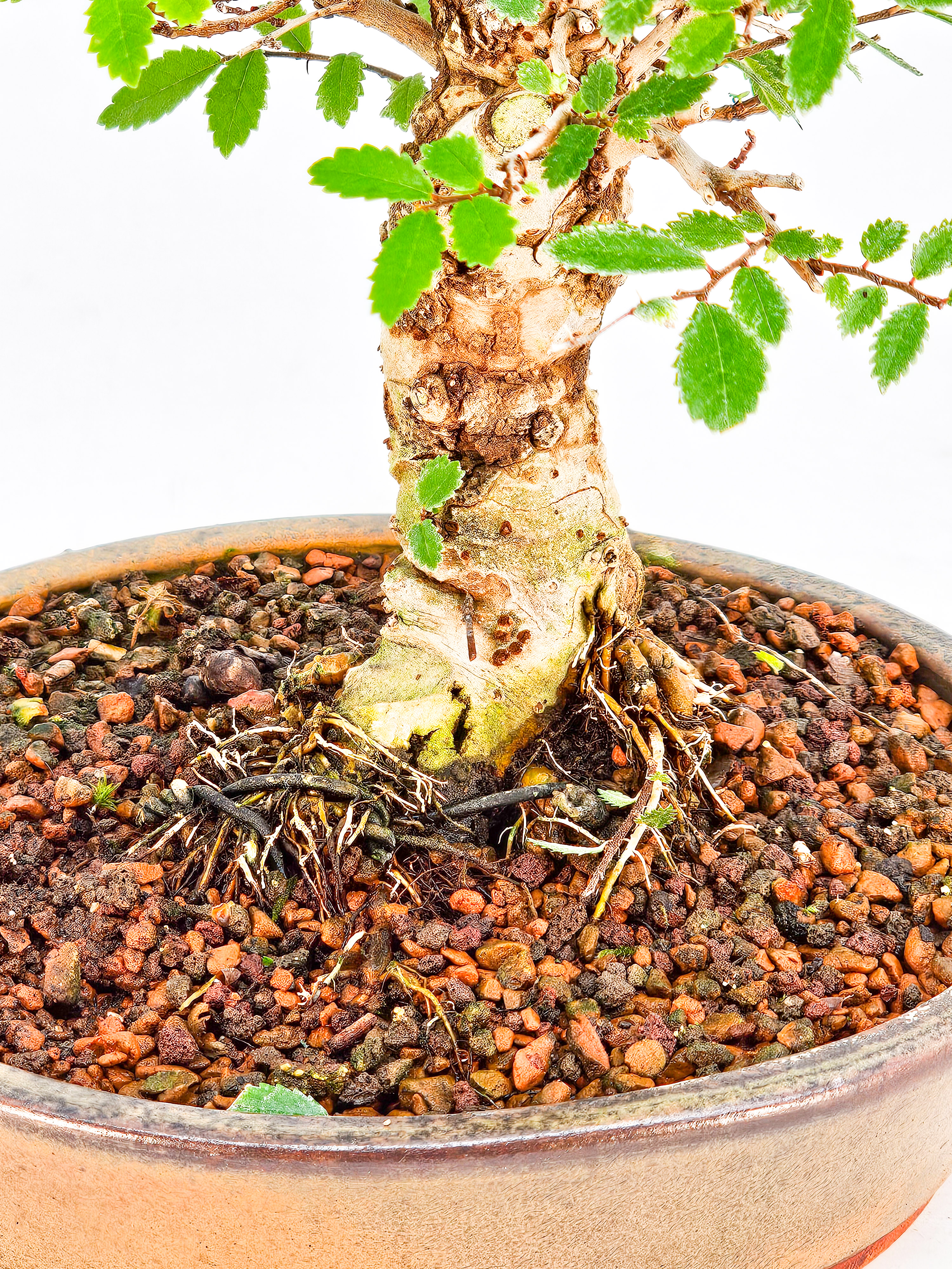 Bonsai Japanische Ulme - Ulmus parvifolia Shohin 18cm 