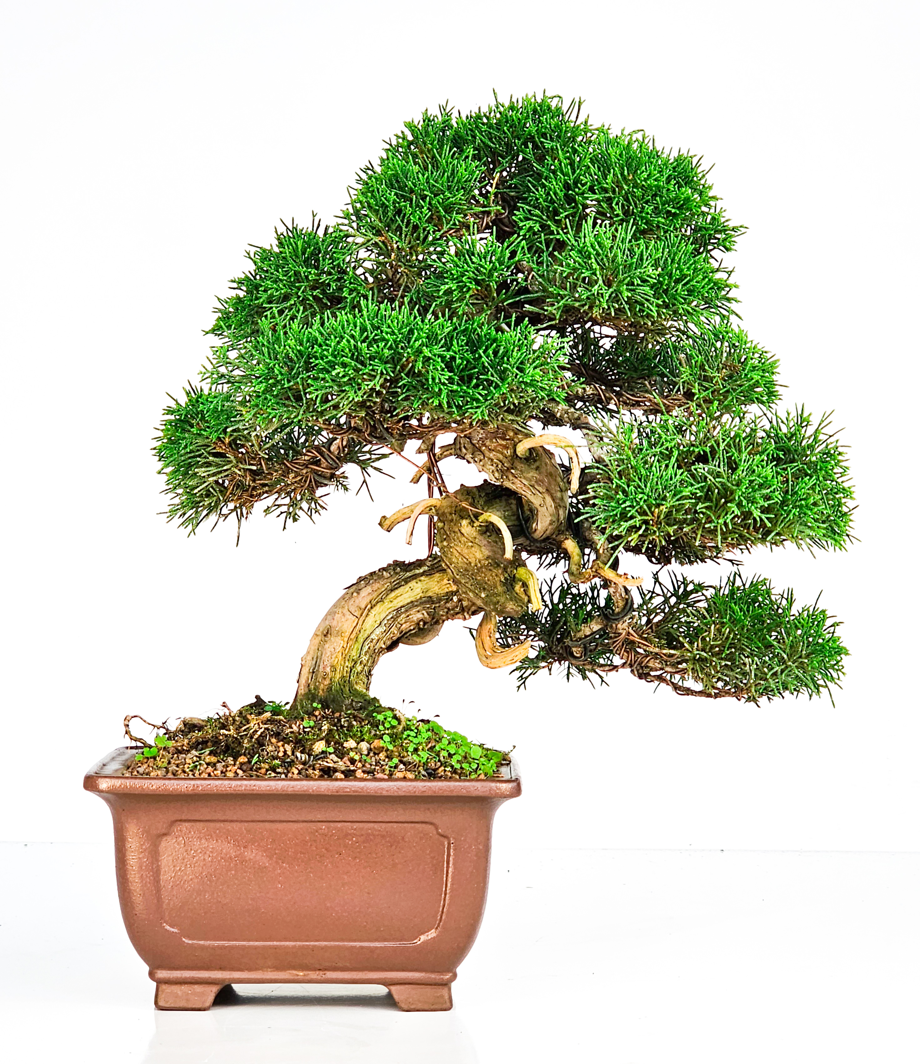 Bonsai Wacholder Juniperus Itoigawa 29cm 
