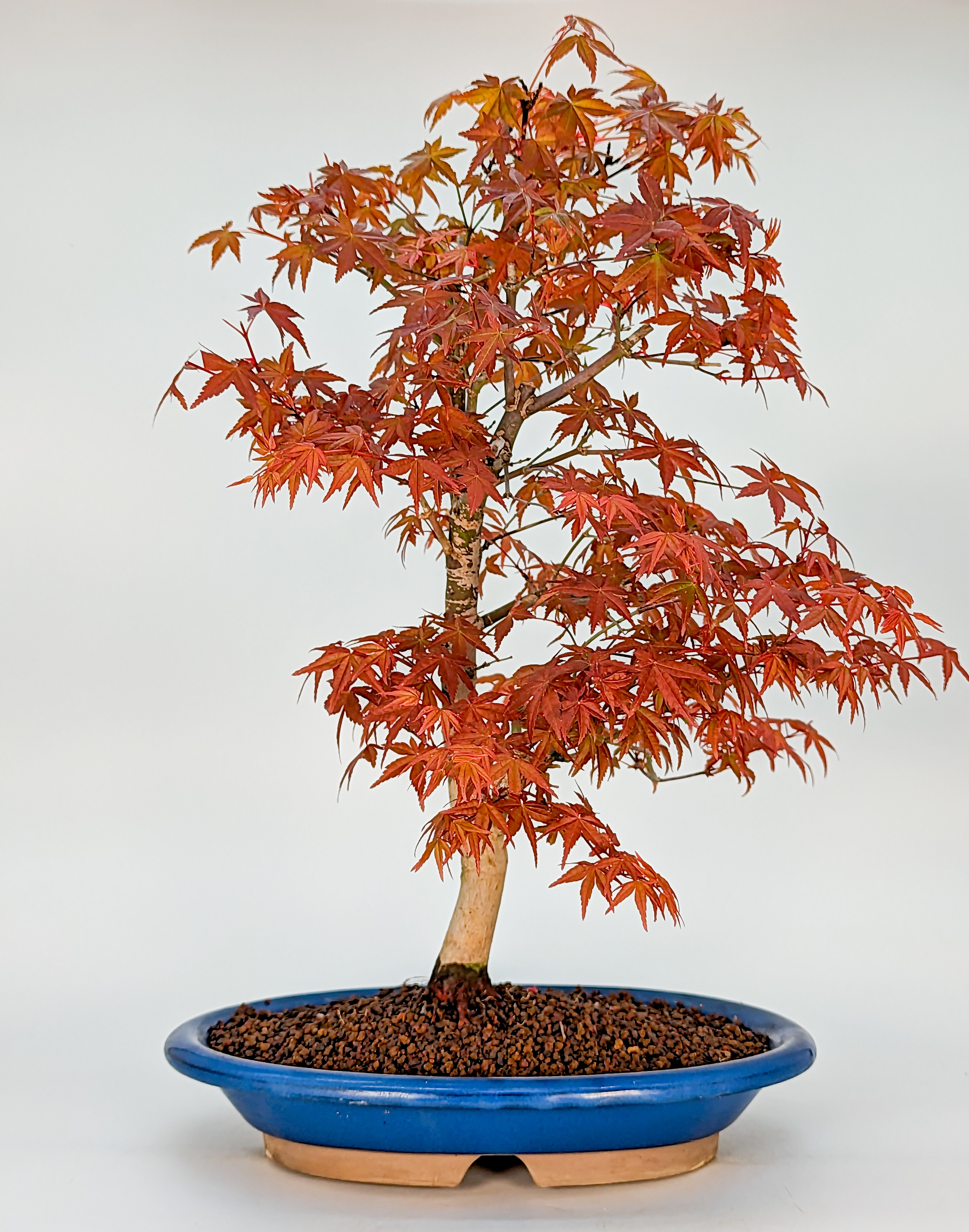 Bonsai Fächerahorn Acer palmatum Deshojo 39cm