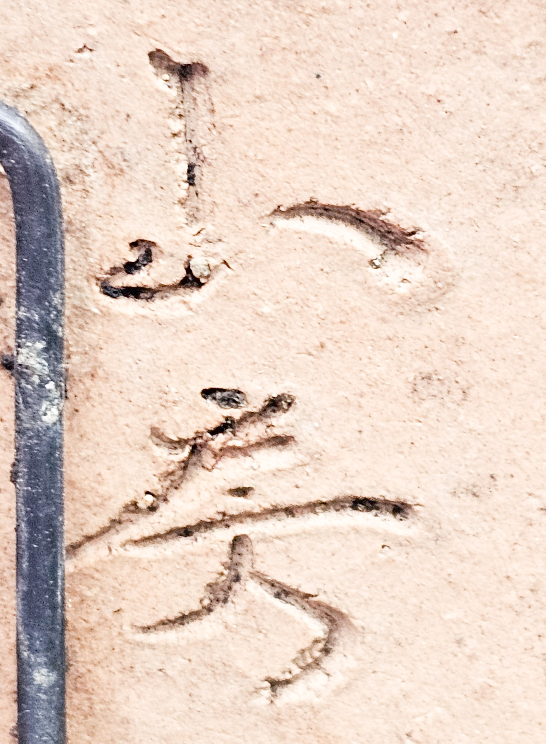 Bonsai Japanische Ulme - Ulmus parvifolia Shohin 17cm