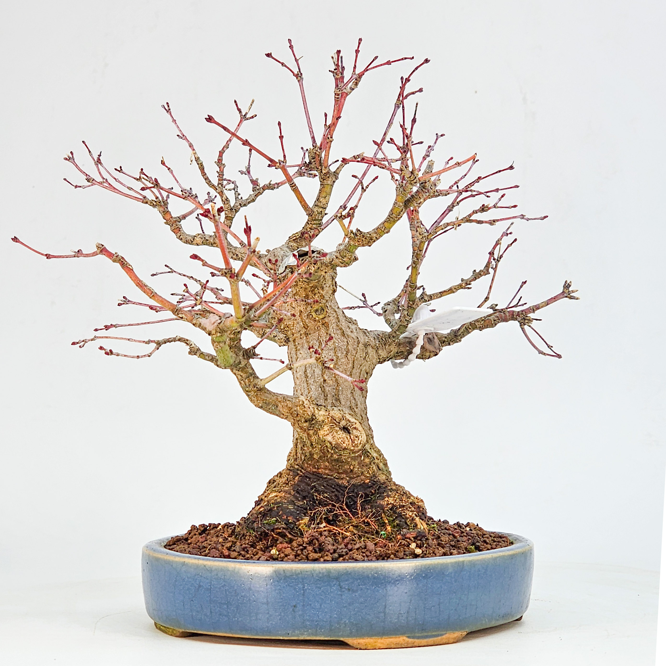 Bonsai Premium Fächerahorn - Acer palmatum Nagaragawa Shohin 20cm