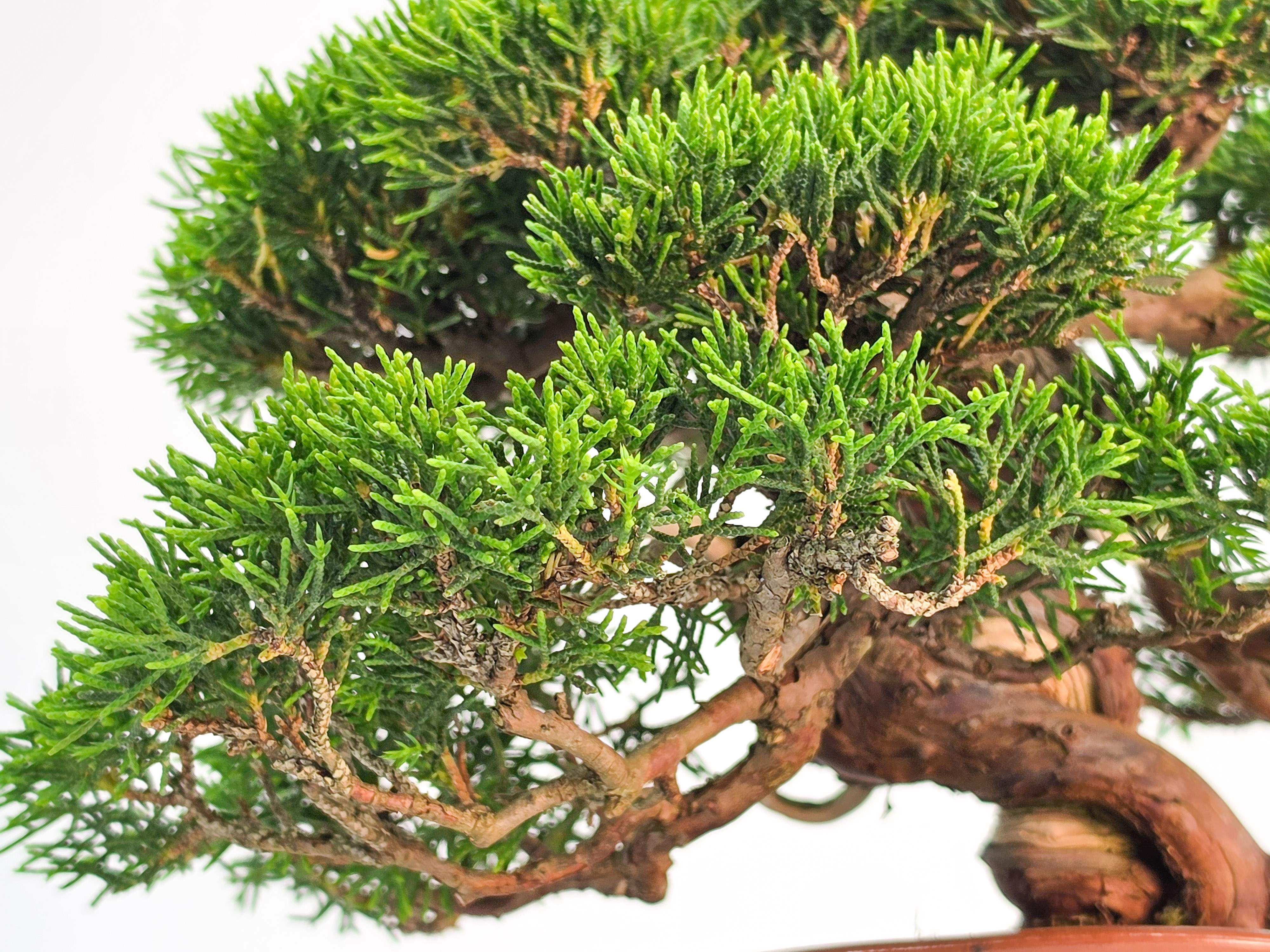 Bonsai Premium Wacholder - Juniperus chinensis Shohin 17cm