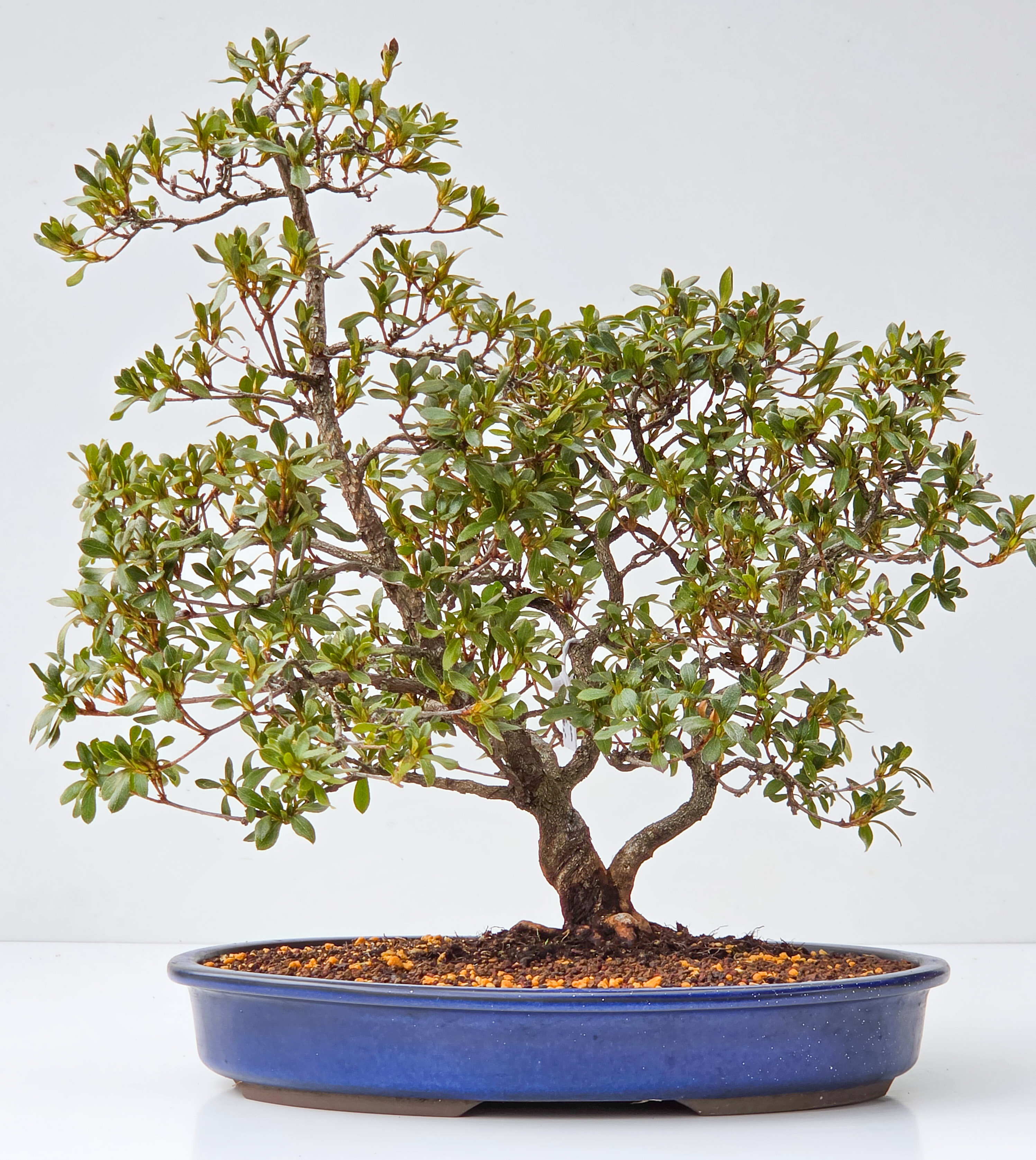 Bonsai Azalee Rhododendron indicum - Beniko 32cm