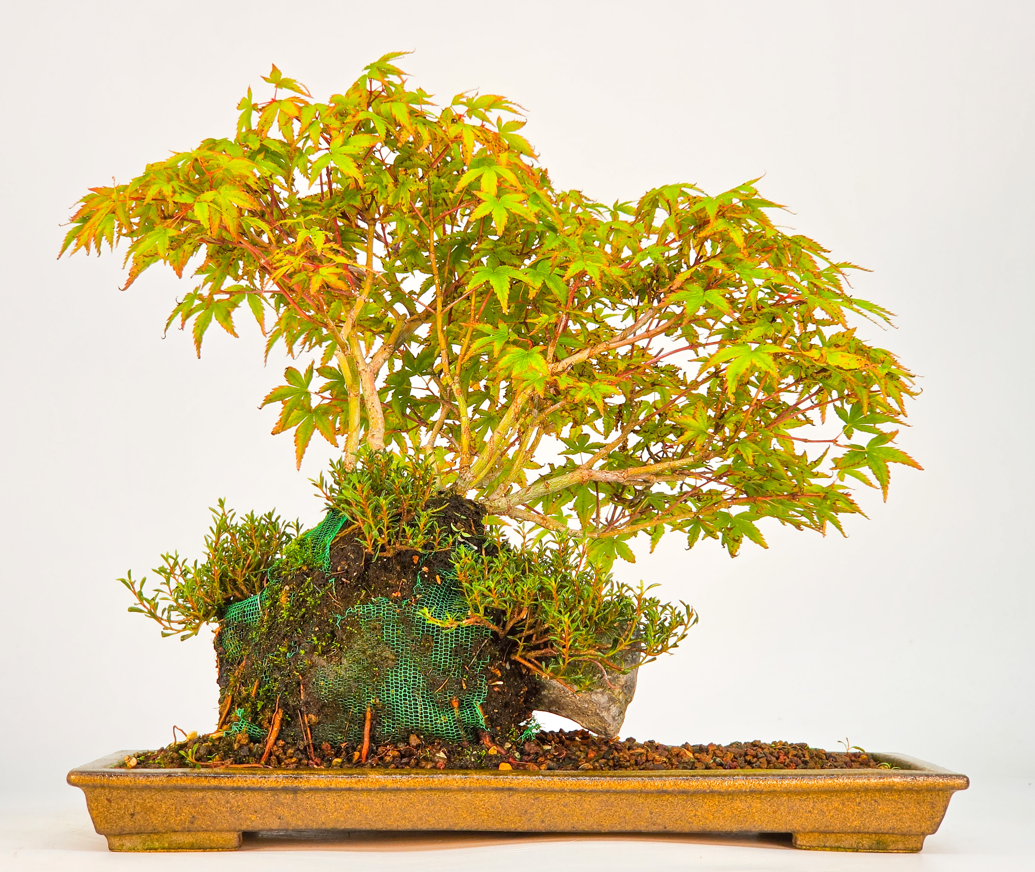 Bonsai Fächerahorn - Acer palmatum Tamahime Ishizuki Shohin 15cm Video!!