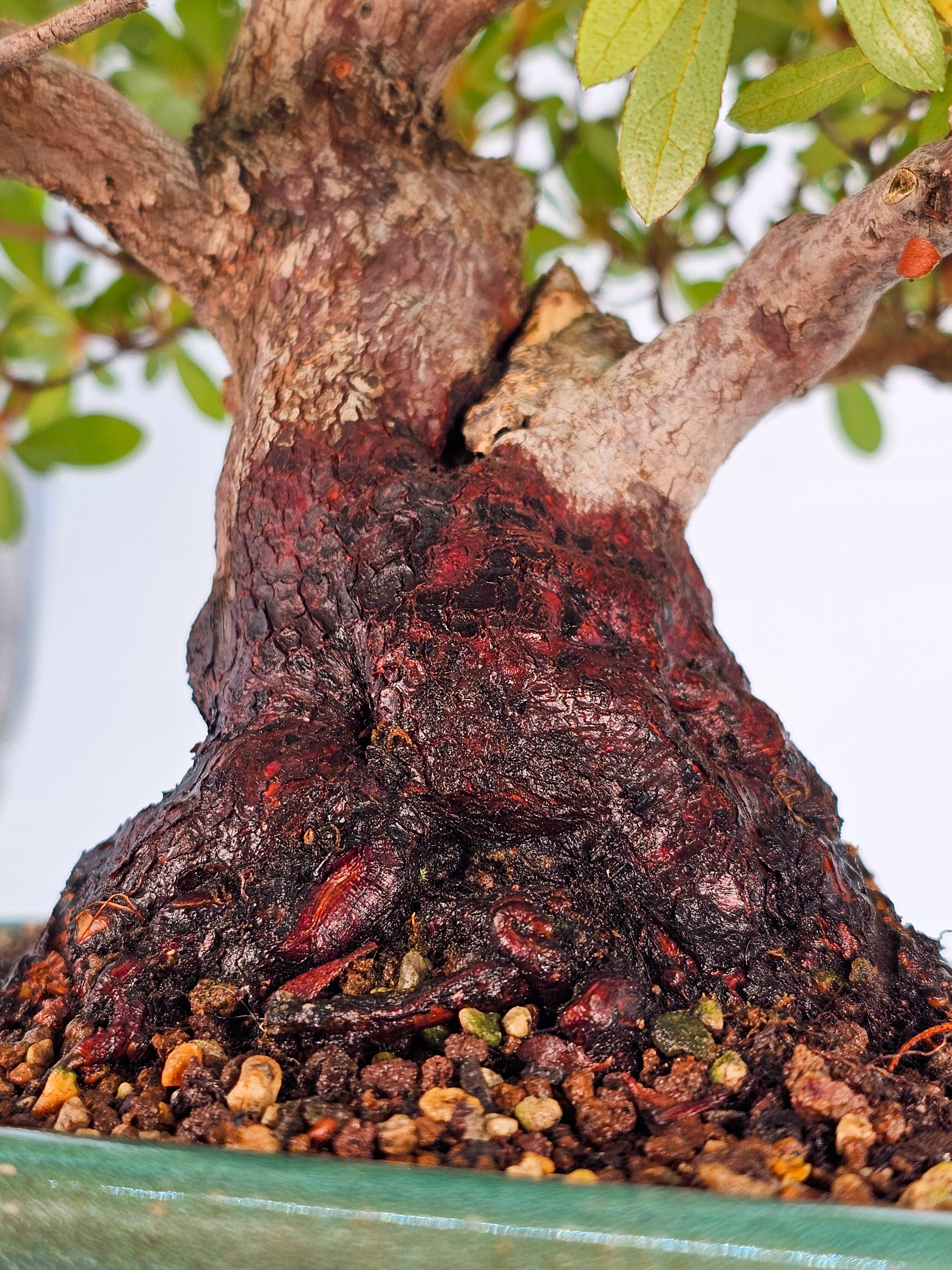 Bonsai Azalee - Rhododendron indicum - Wakaebisu 27cm 