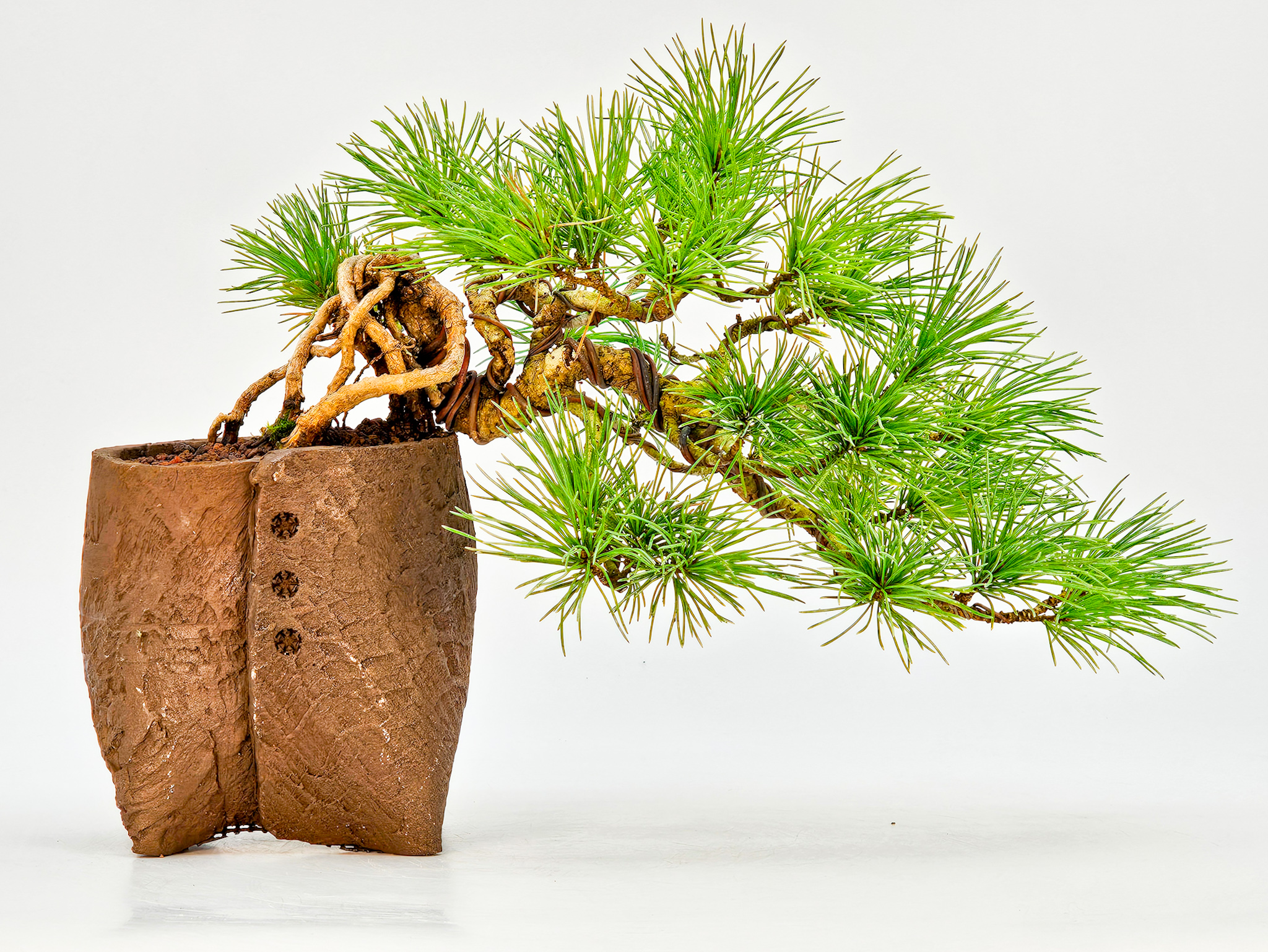 Bonsai Pinus parviflora Mädchenkiefer Shohin 11cm
