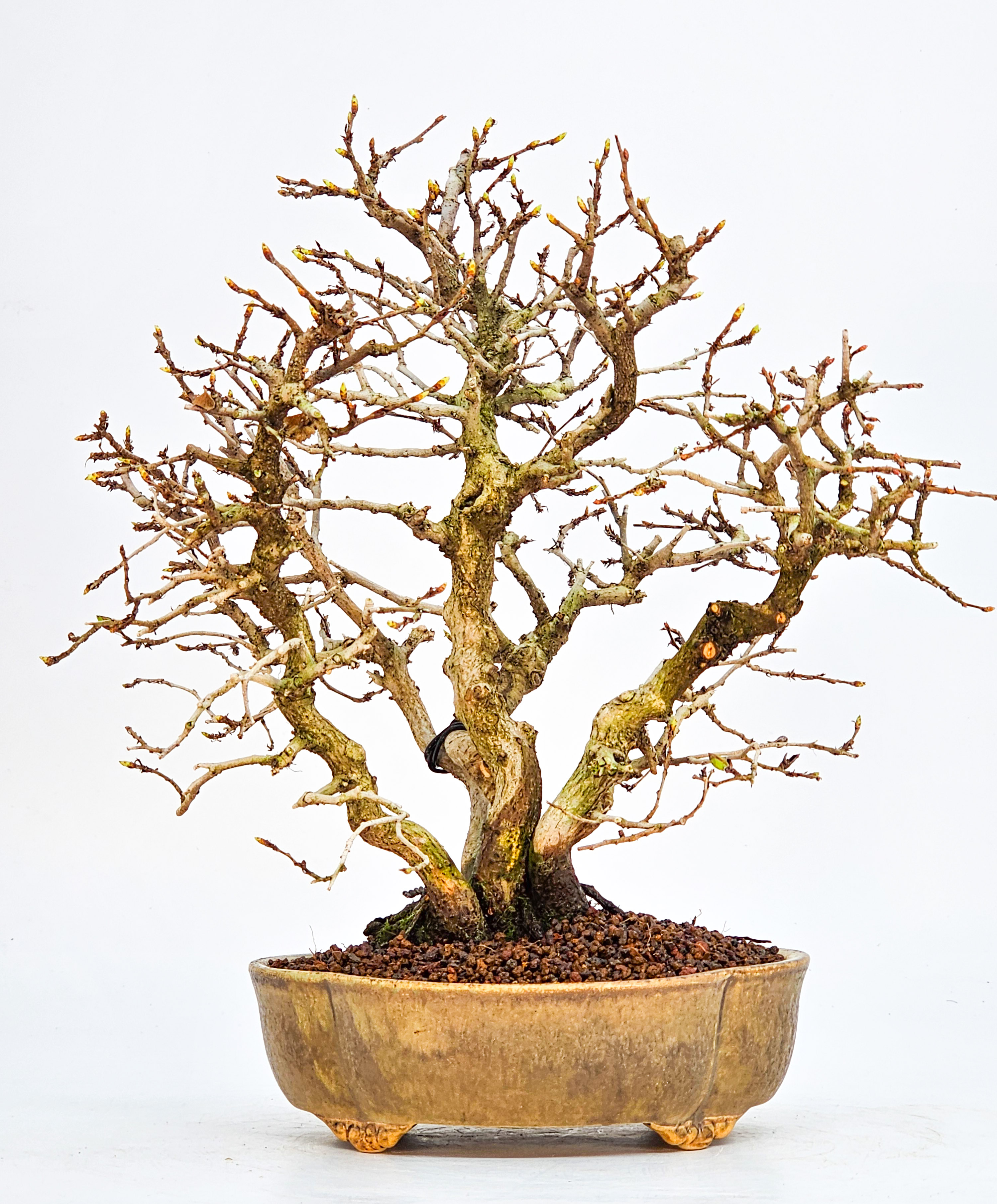 Bonsai Koreanische Hainbuche Carpinus coreana 23cm