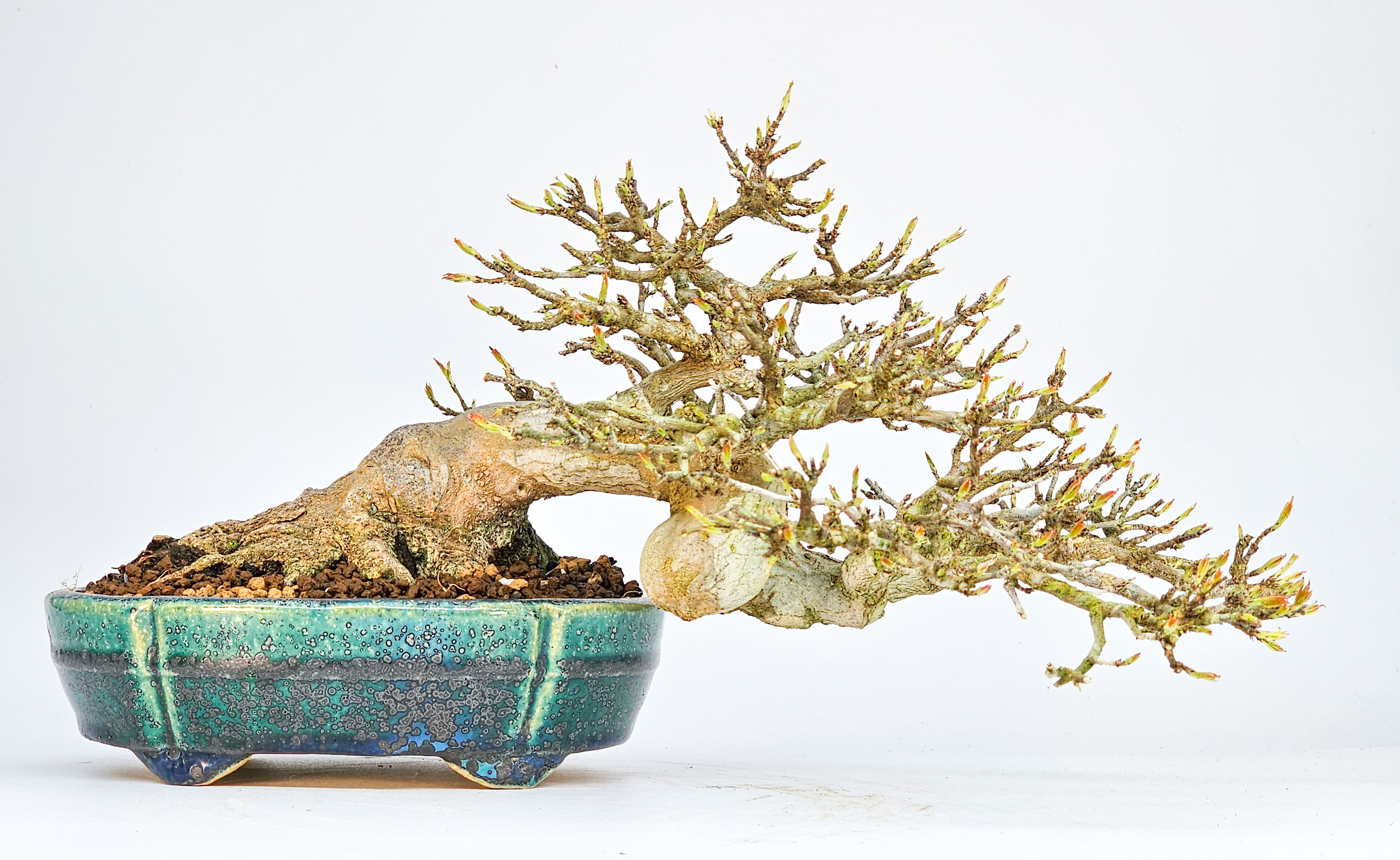 Bonsai Dreispitzahorn - Acer buergerianum 14cm Video!!