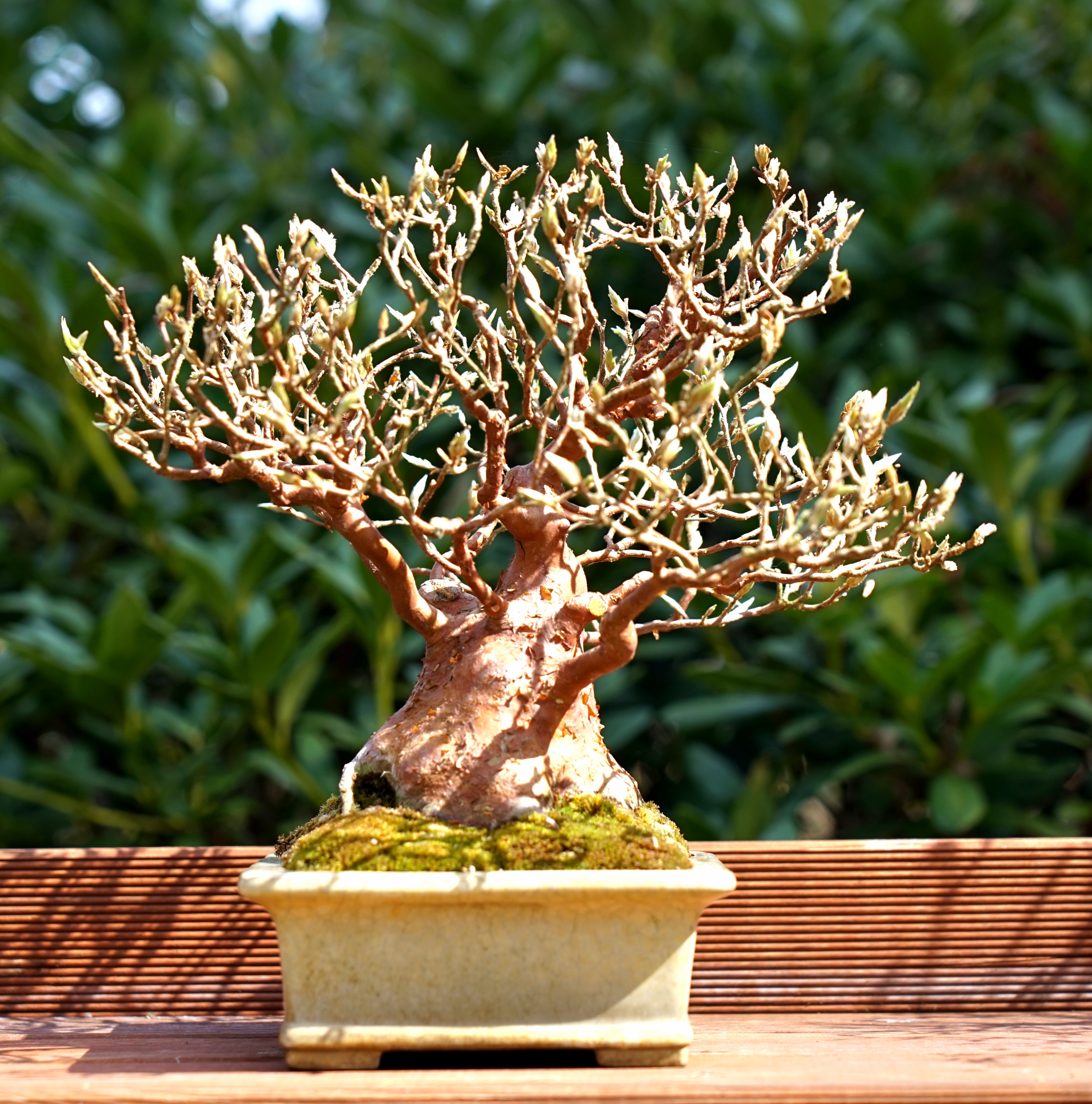 Bonsai Scheinkamelie - Stewartie 24cm