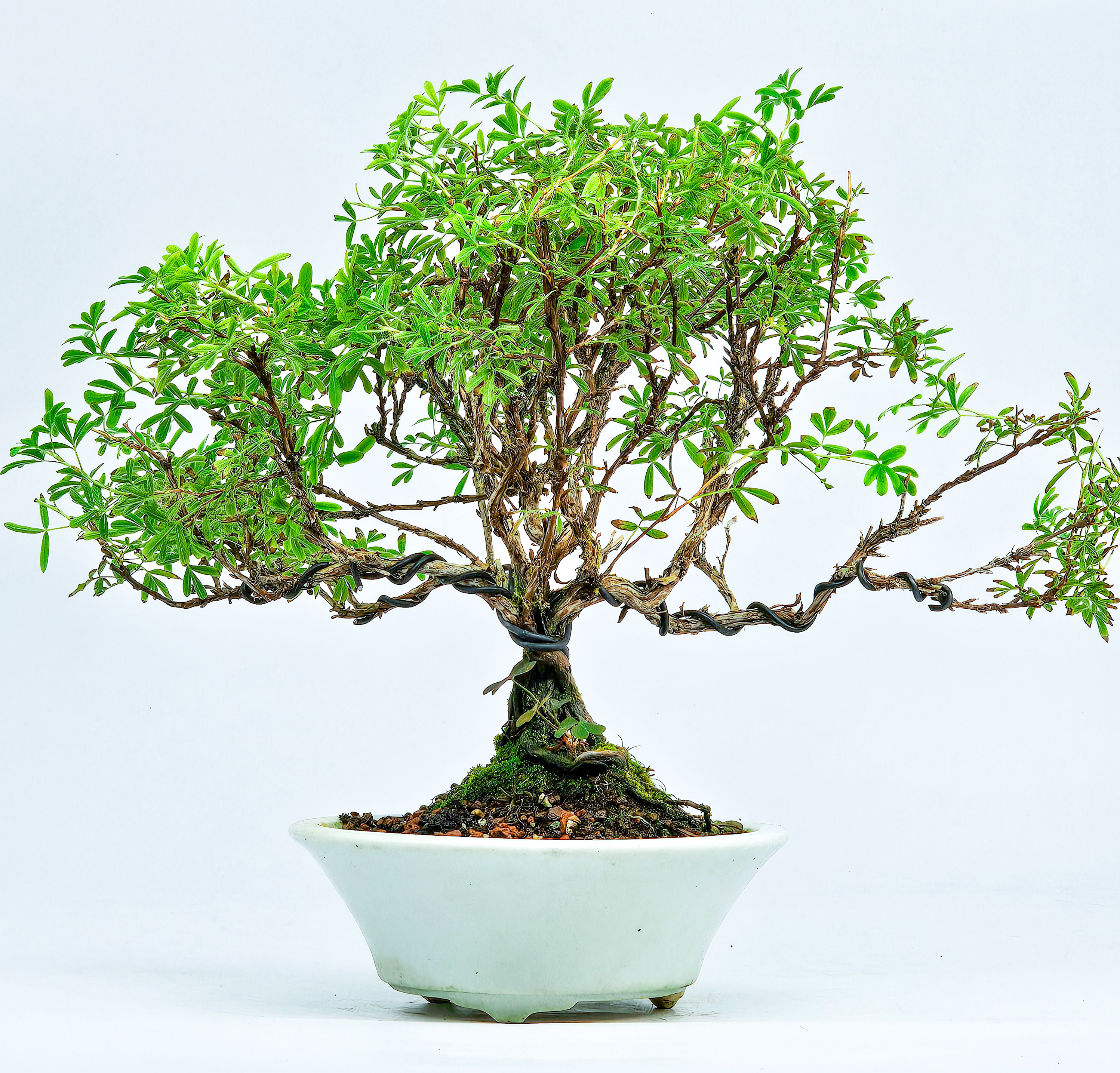 Bonsai Potentilla fruticosa - Fingerstrauch Shohin 19cm   