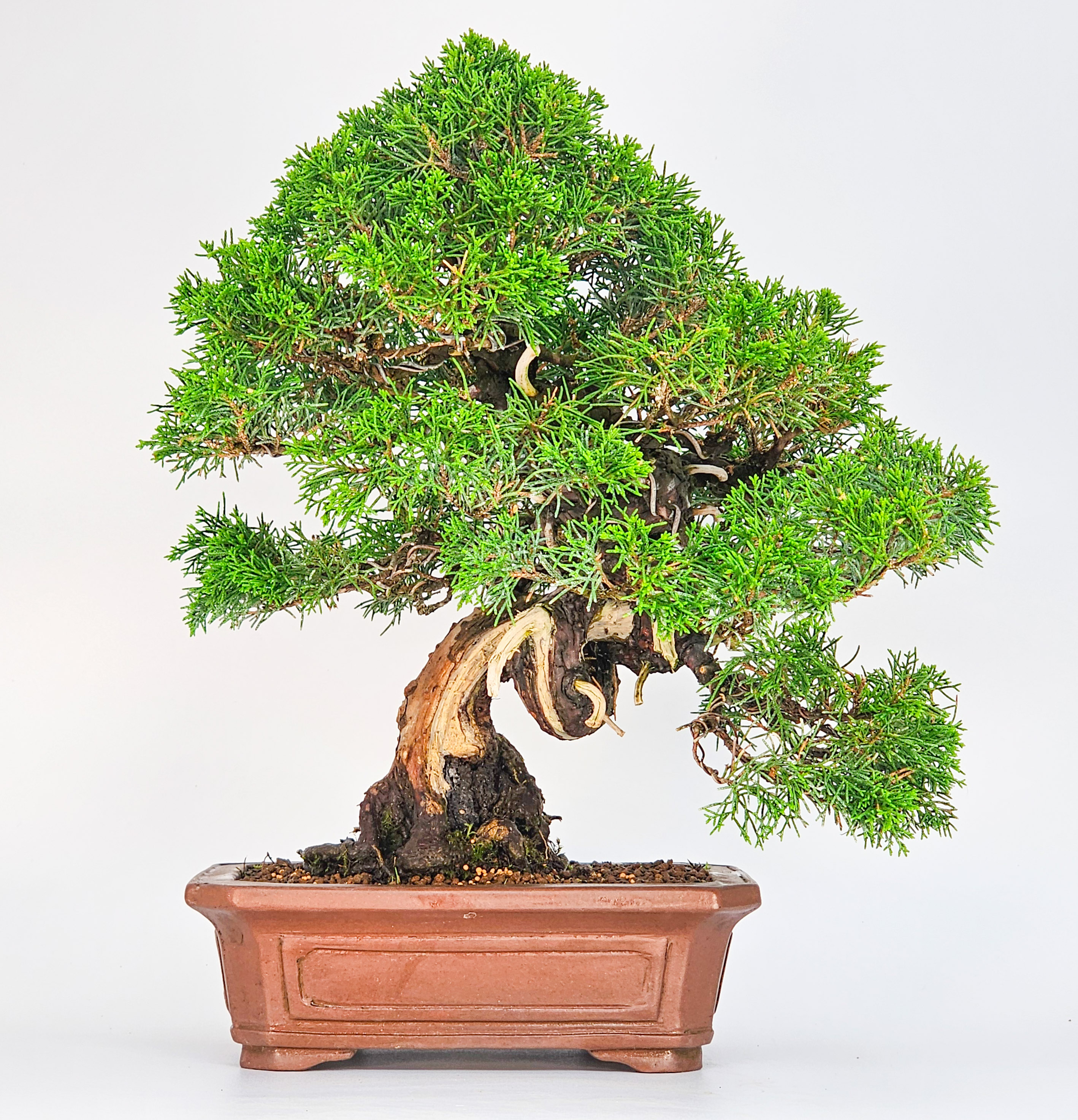 Bonsai Wacholder - Juniperus Itoigawa 29cm