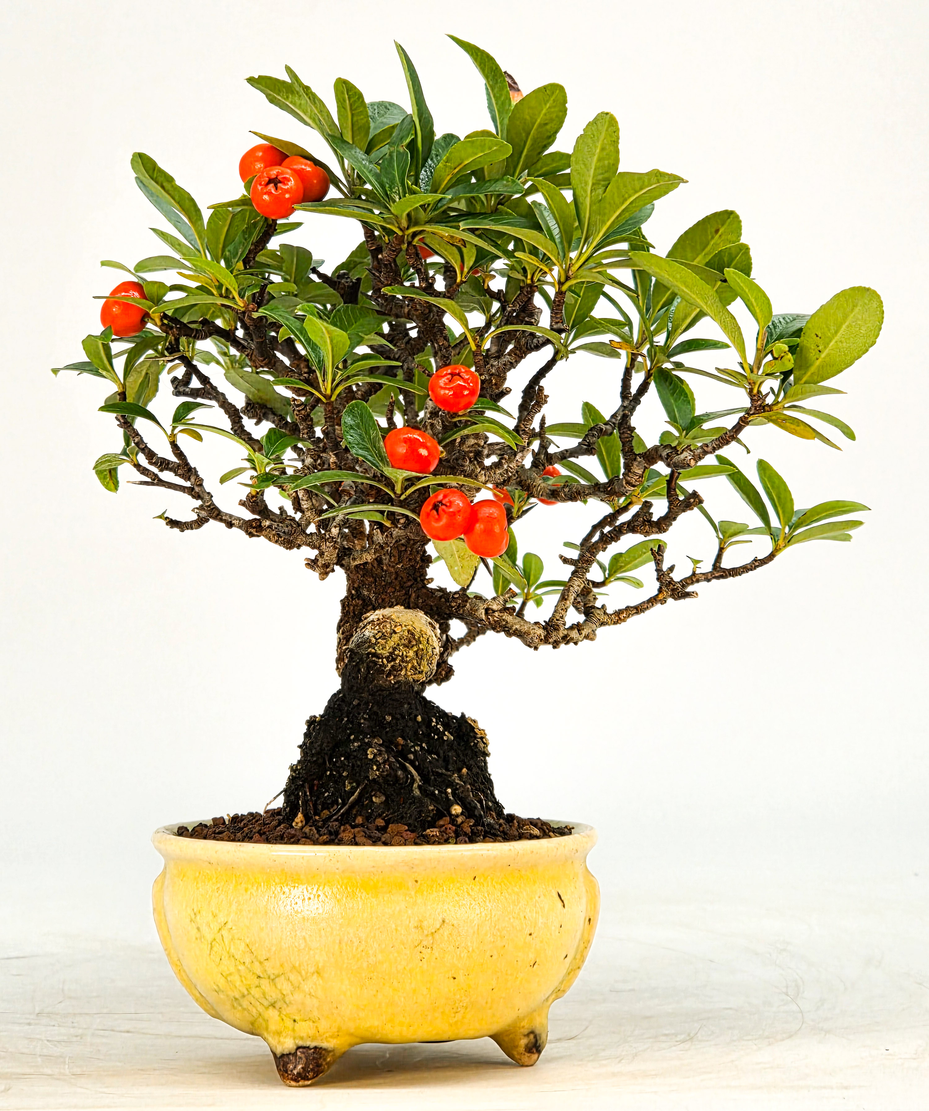 Bonsai Pyracantha - Feuerdorn Shohin 14cm