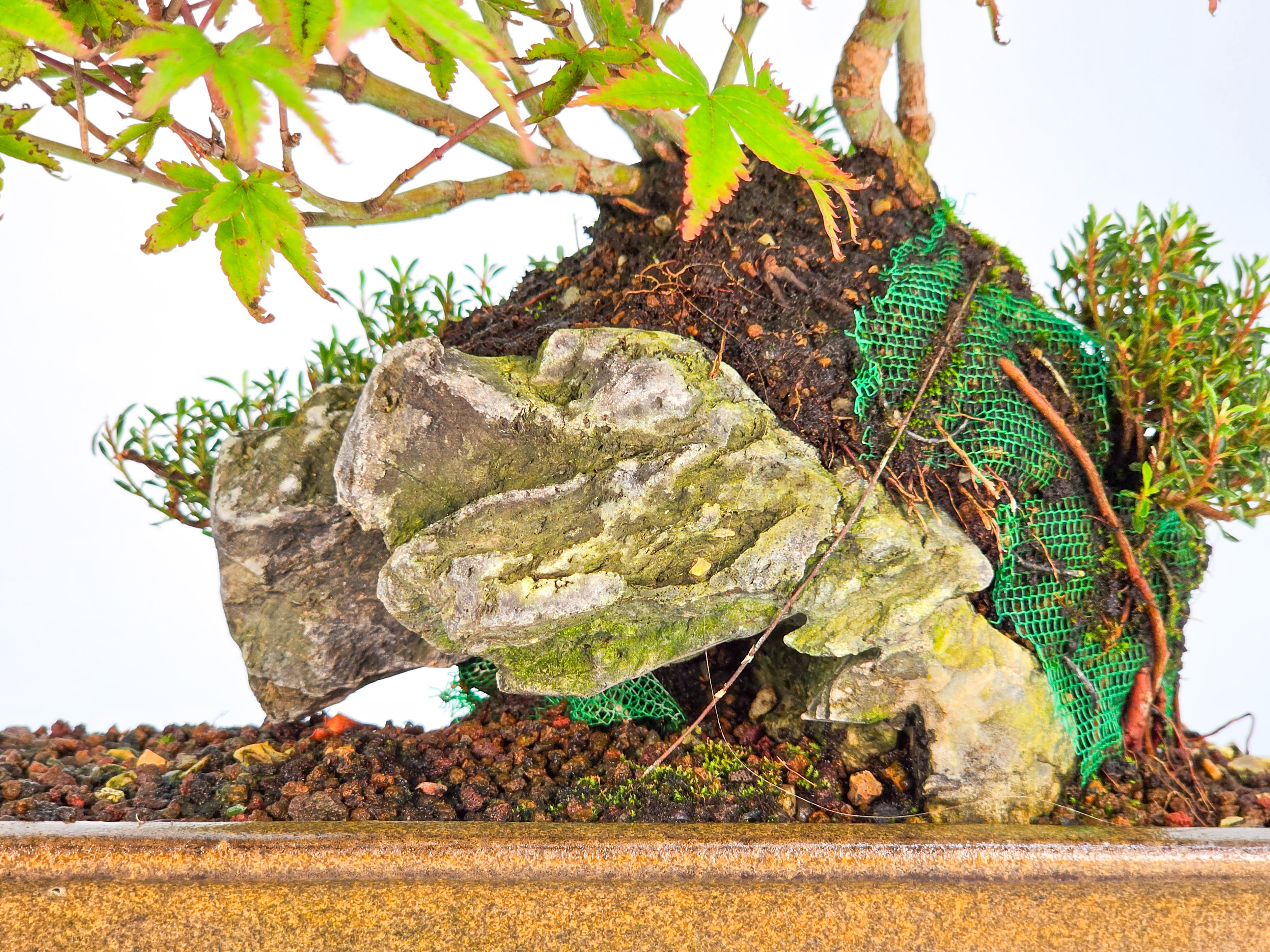 Bonsai Fächerahorn - Acer palmatum Tamahime Ishizuki Shohin 15cm Video!!