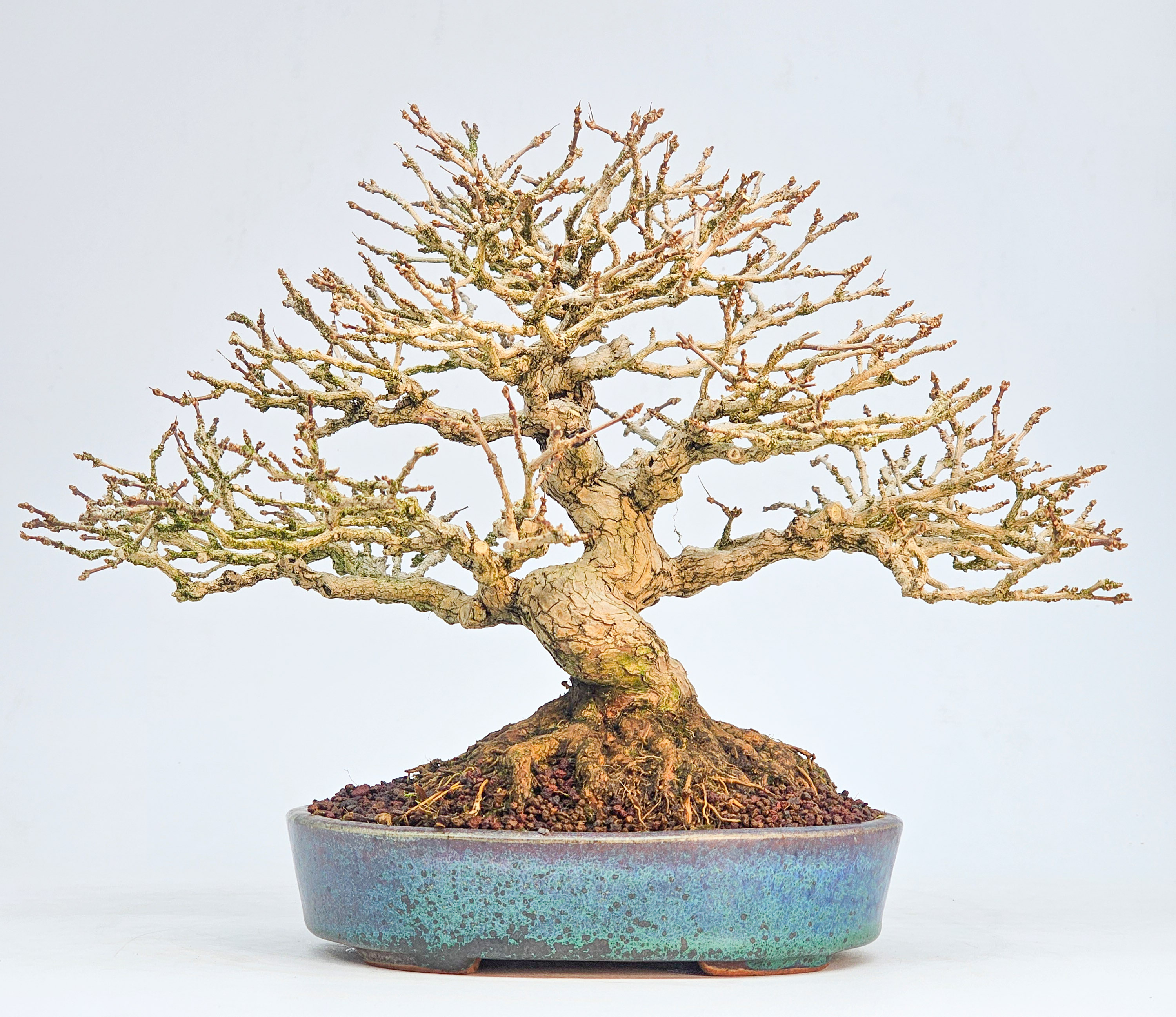 Bonsai Premium Duftahorn - Premna japonica Shohin 20cm 