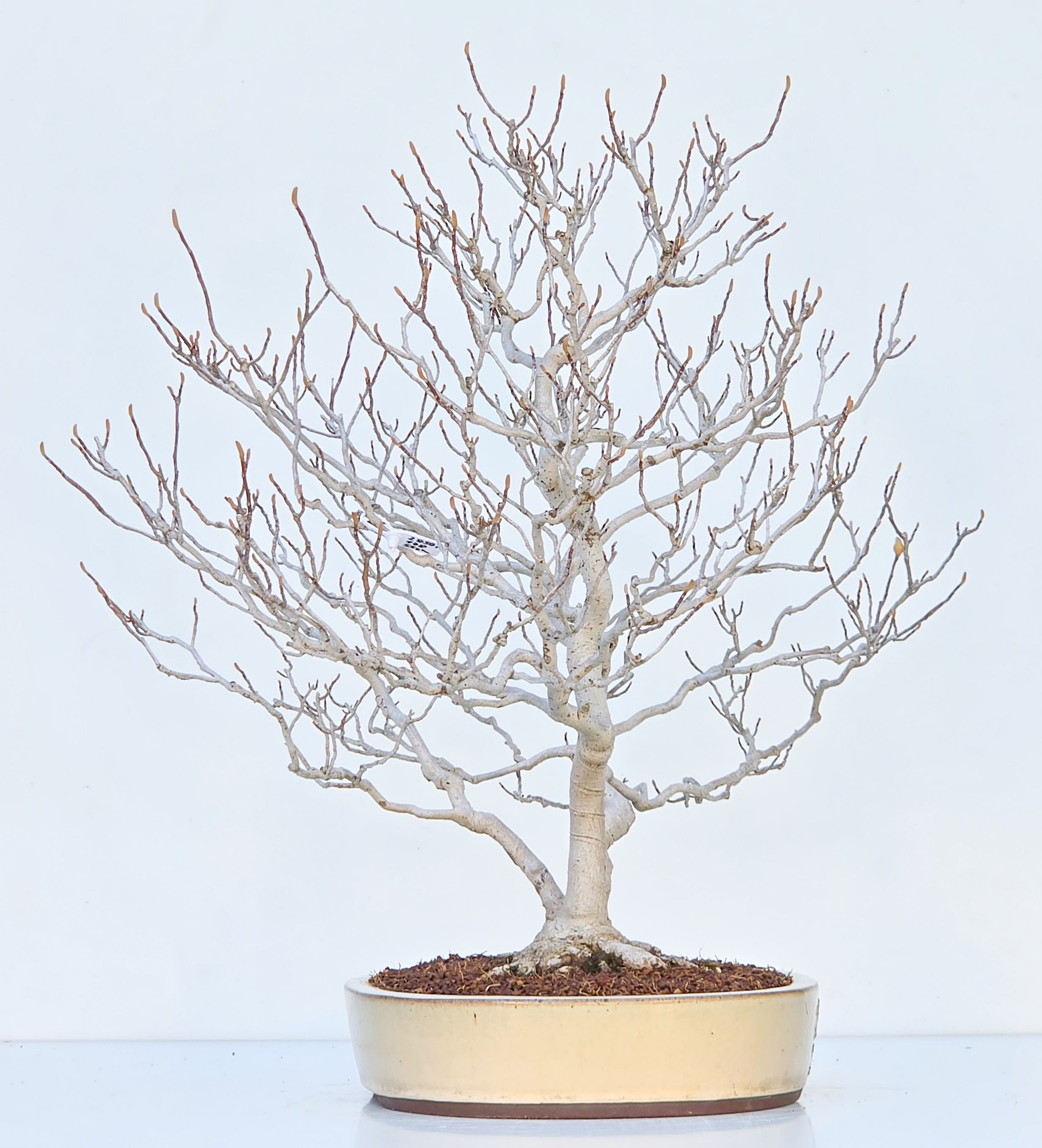 Bonsai Premium Magnolia kobus saucer - Magnolie 55cm