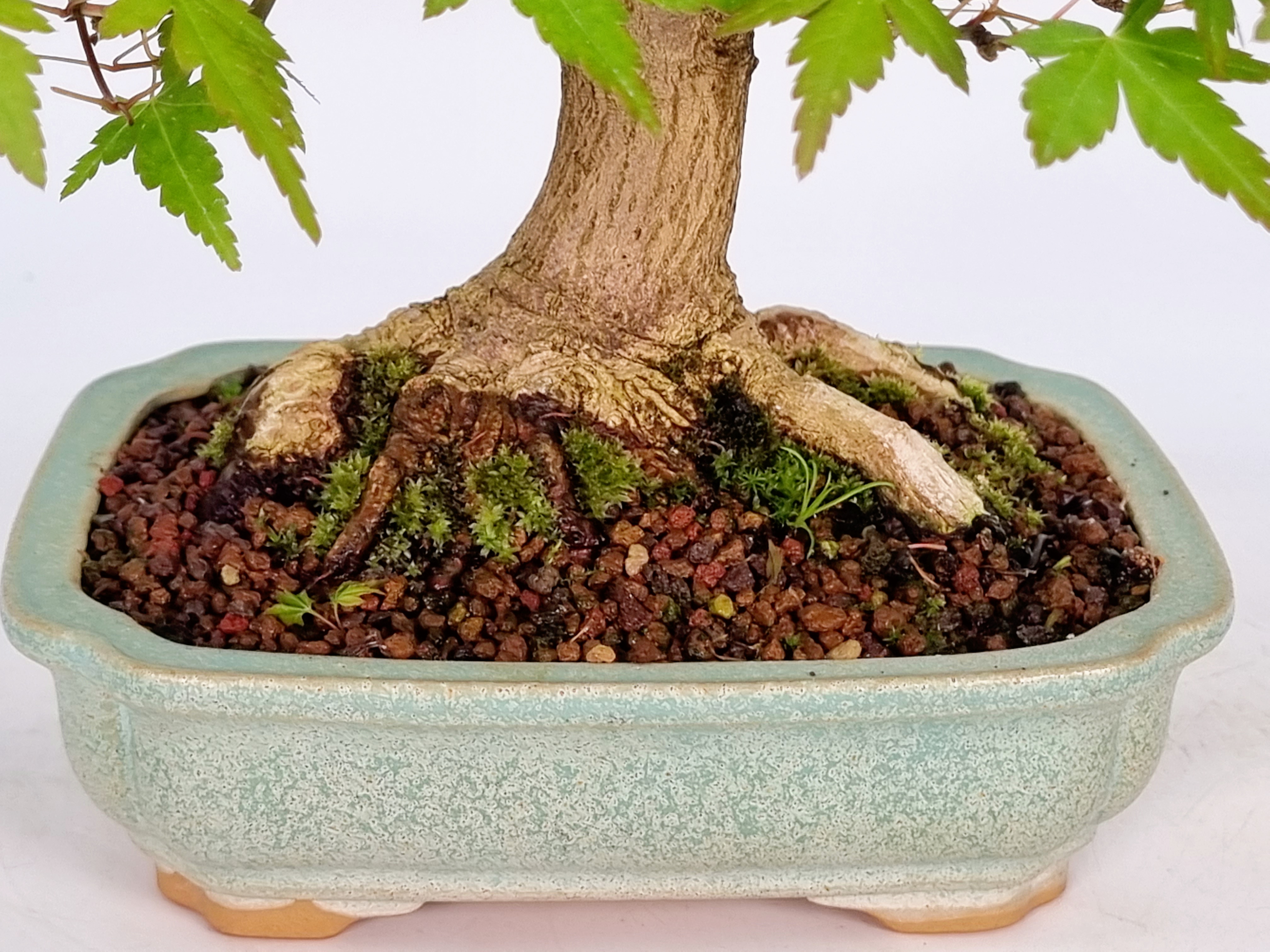 Bonsai Fächerahorn Ahorn Yamamomiji Acer Palmatum Shohin