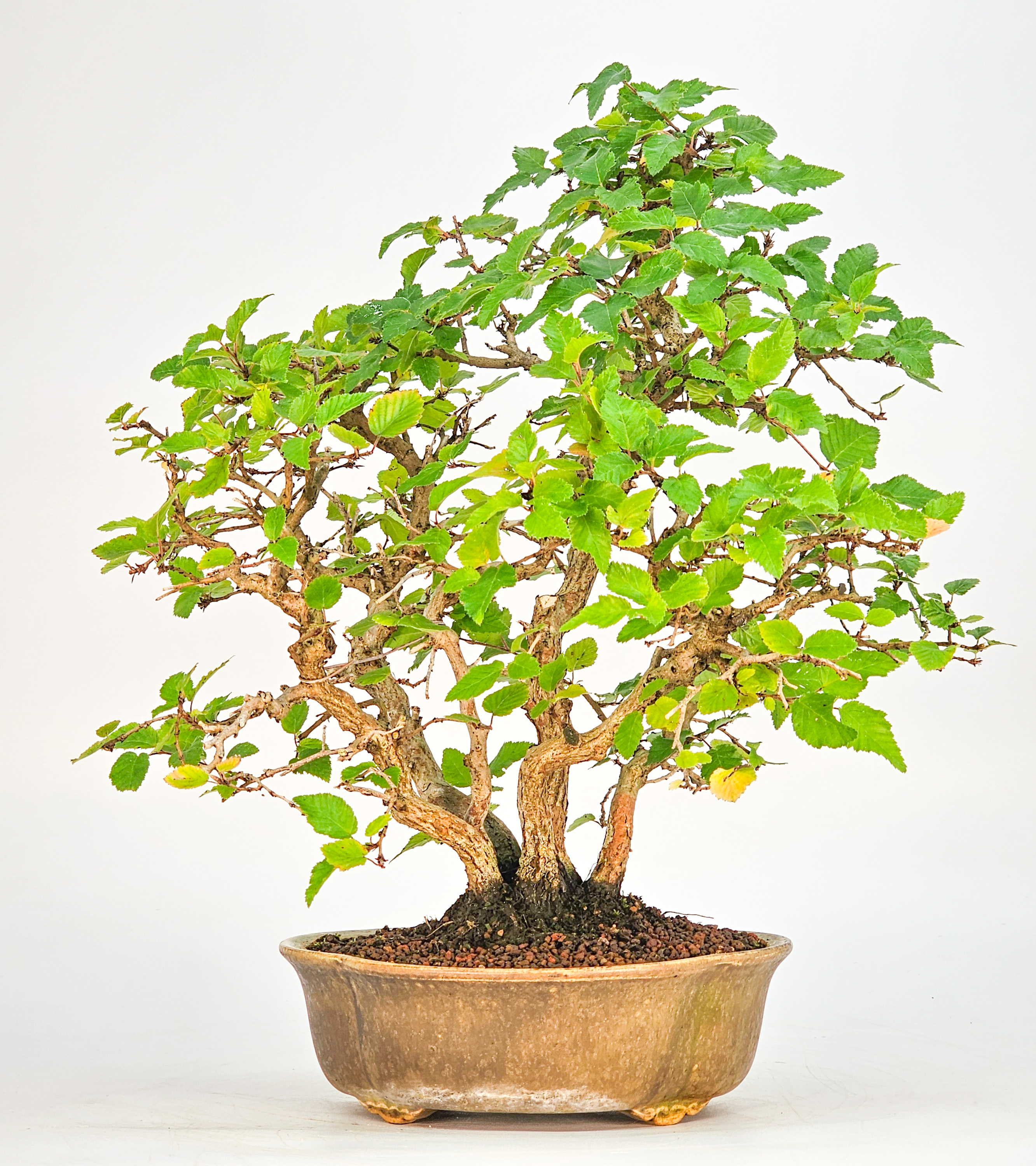Bonsai Koreanische Hainbuche Carpinus coreana 26cm