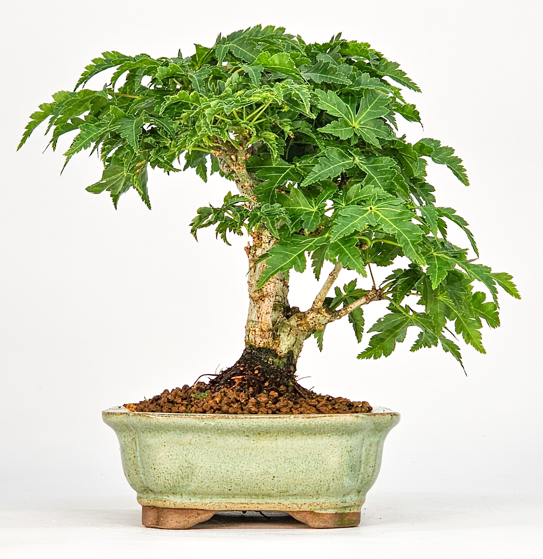 Bonsai Löwenkopfahorn- Acer palmatum Shishigashira Shohin 12cm