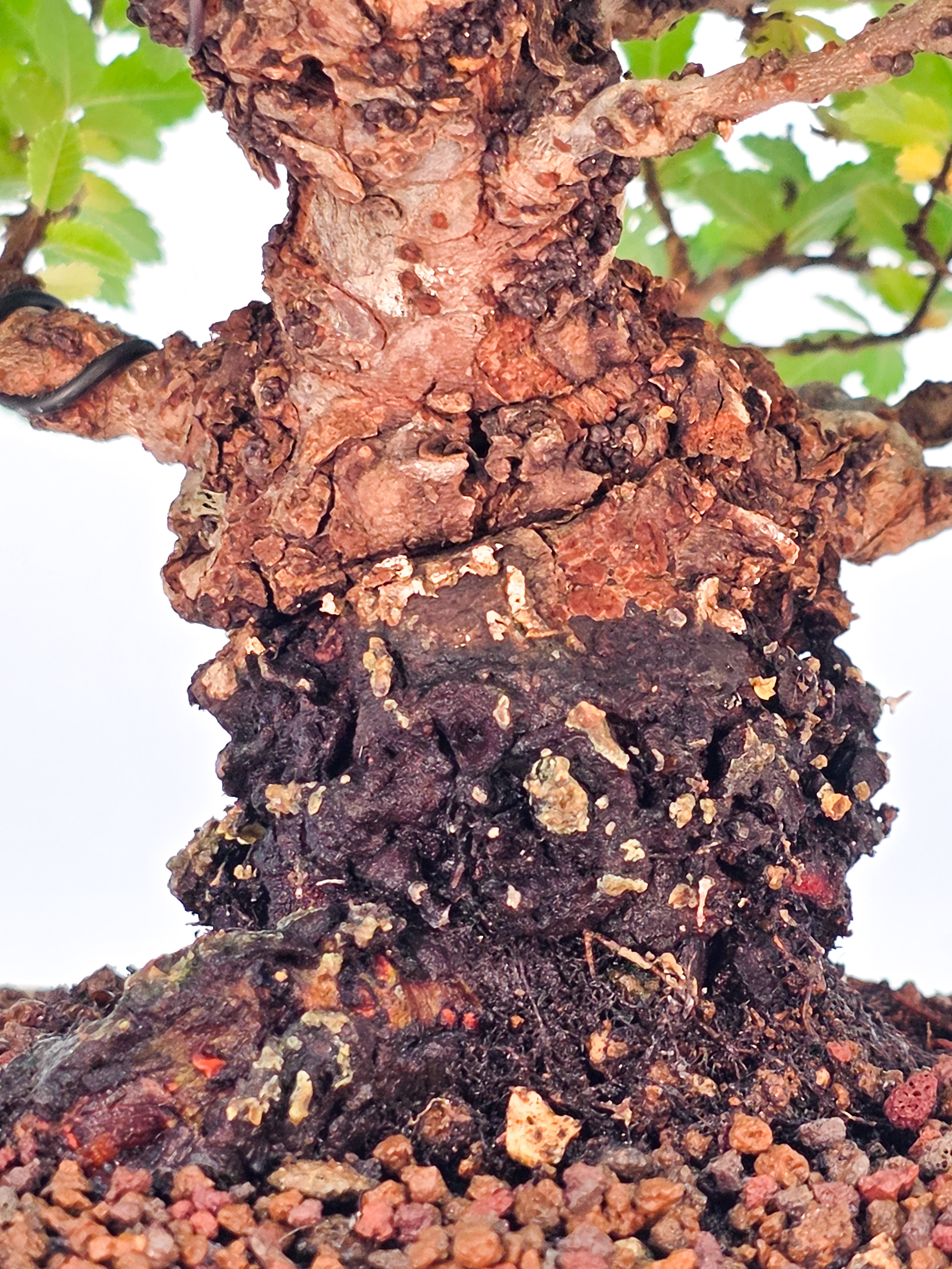 Bonsai Japanische Ulme - Ulmus parvifolia Shohin 17cm