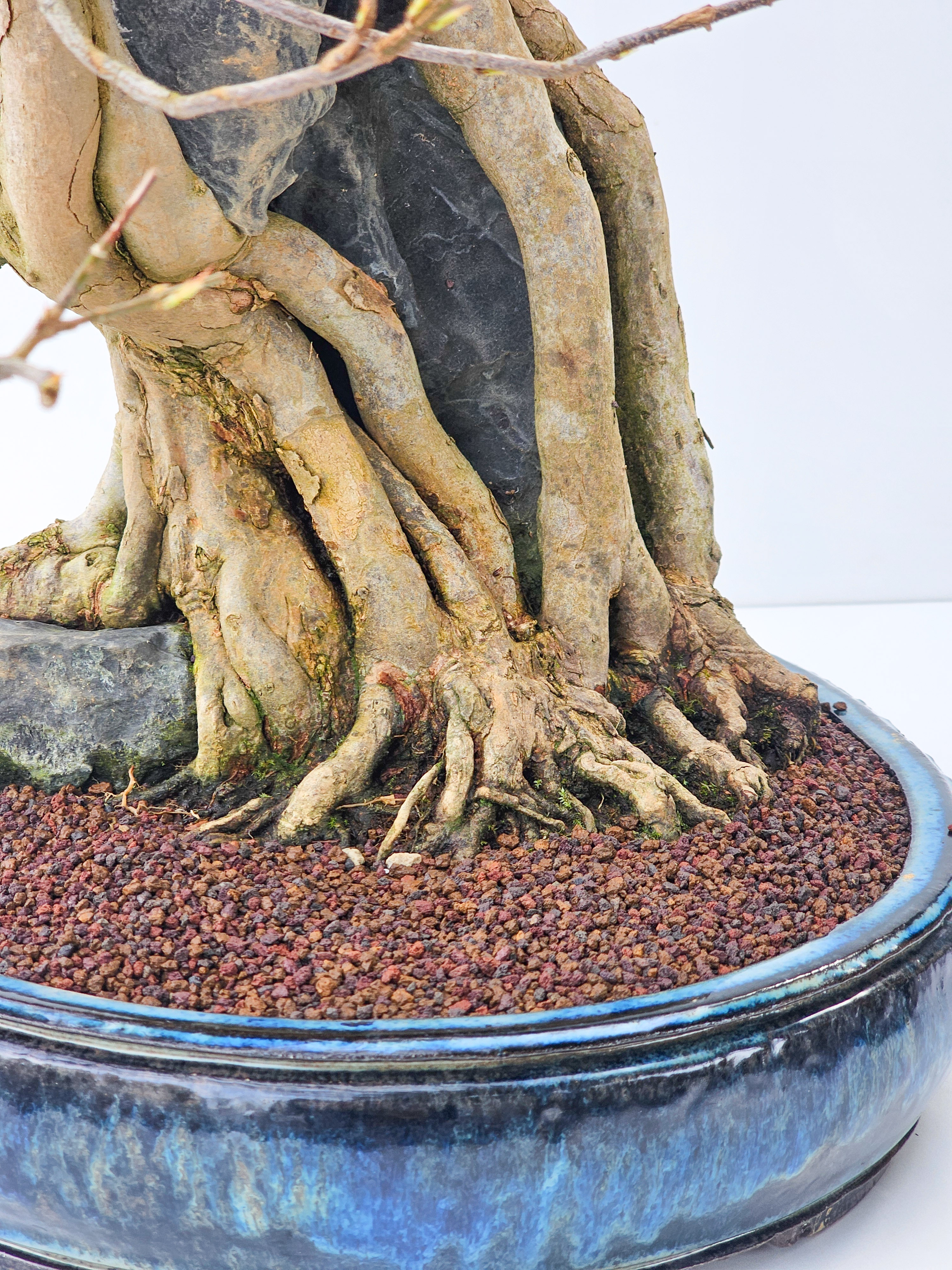 Bonsai Dreispitzahorn - Acer buergerianum Ishizuki 56cm - Video!!