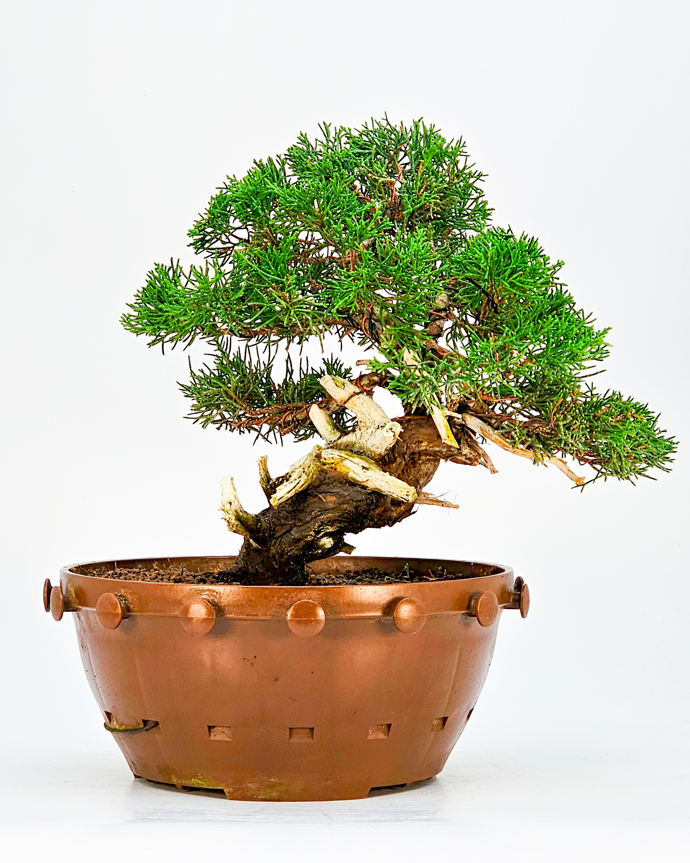 Bonsai Wacholder - Juniperus chinensis 22cm