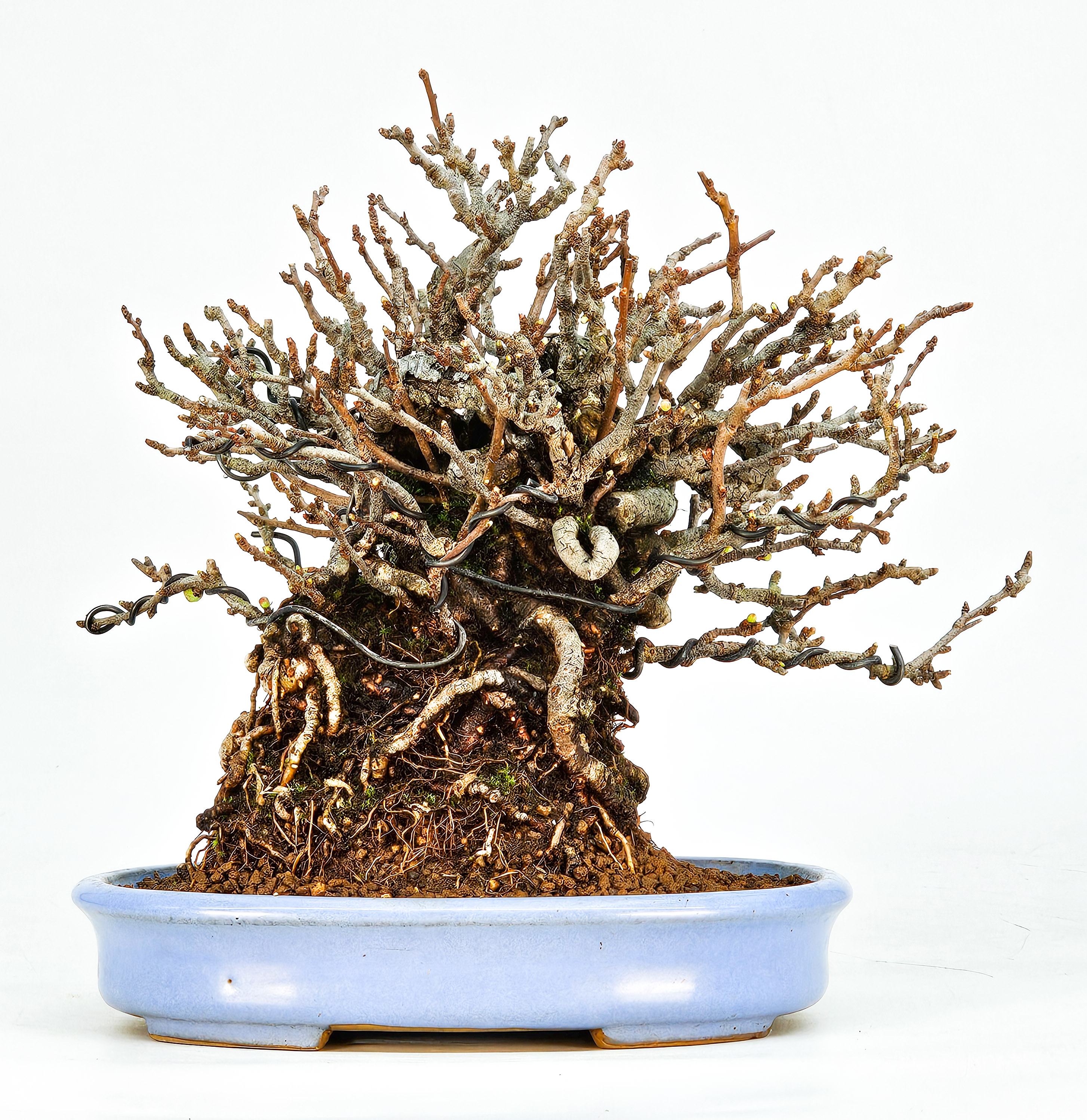 Bonsai Zierquitte - Chaenomeles - Chojubai Shohin 16cm