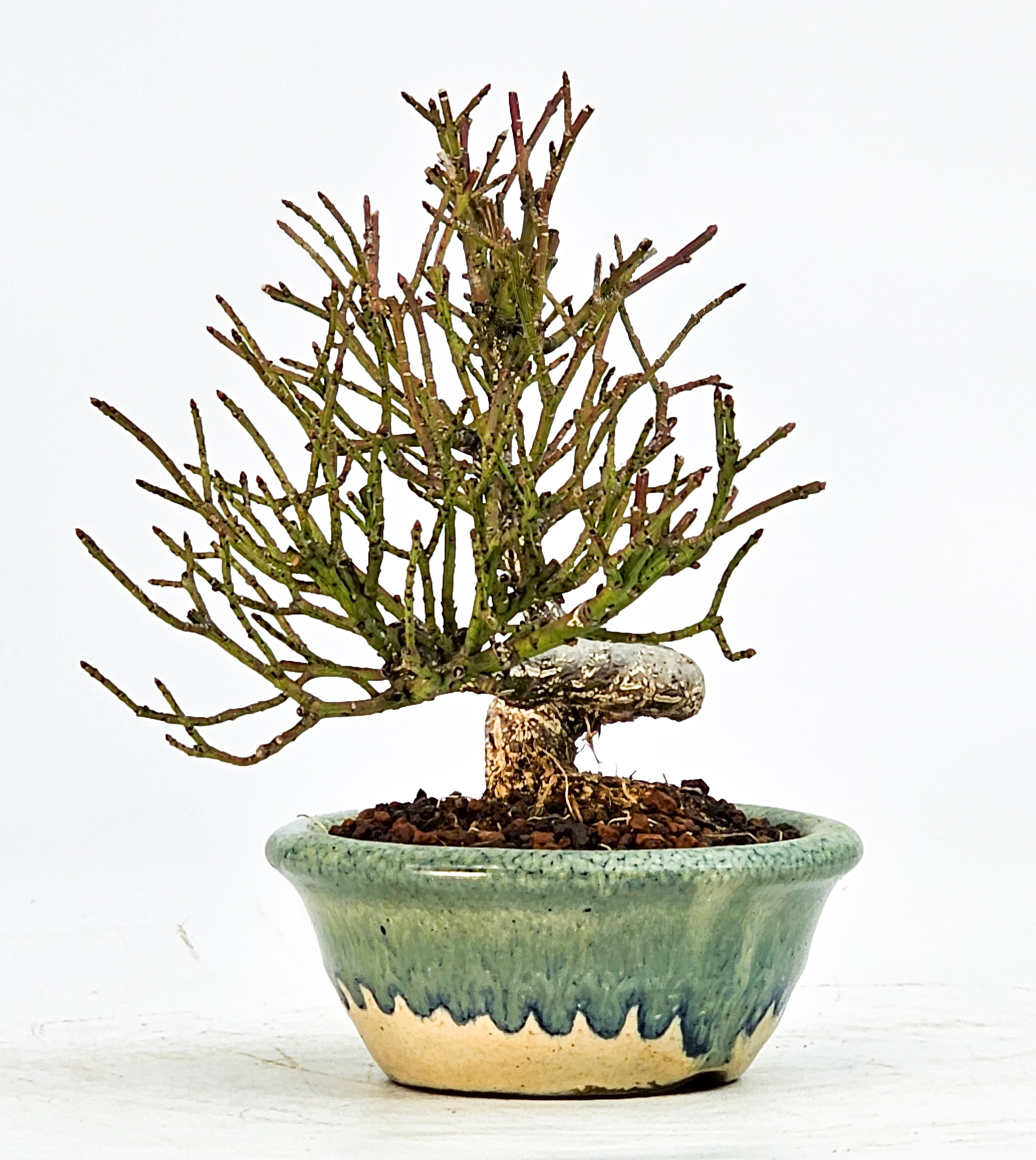  Bonsai Pfaffenhütchen - Euonymus Shohin 11,5cm