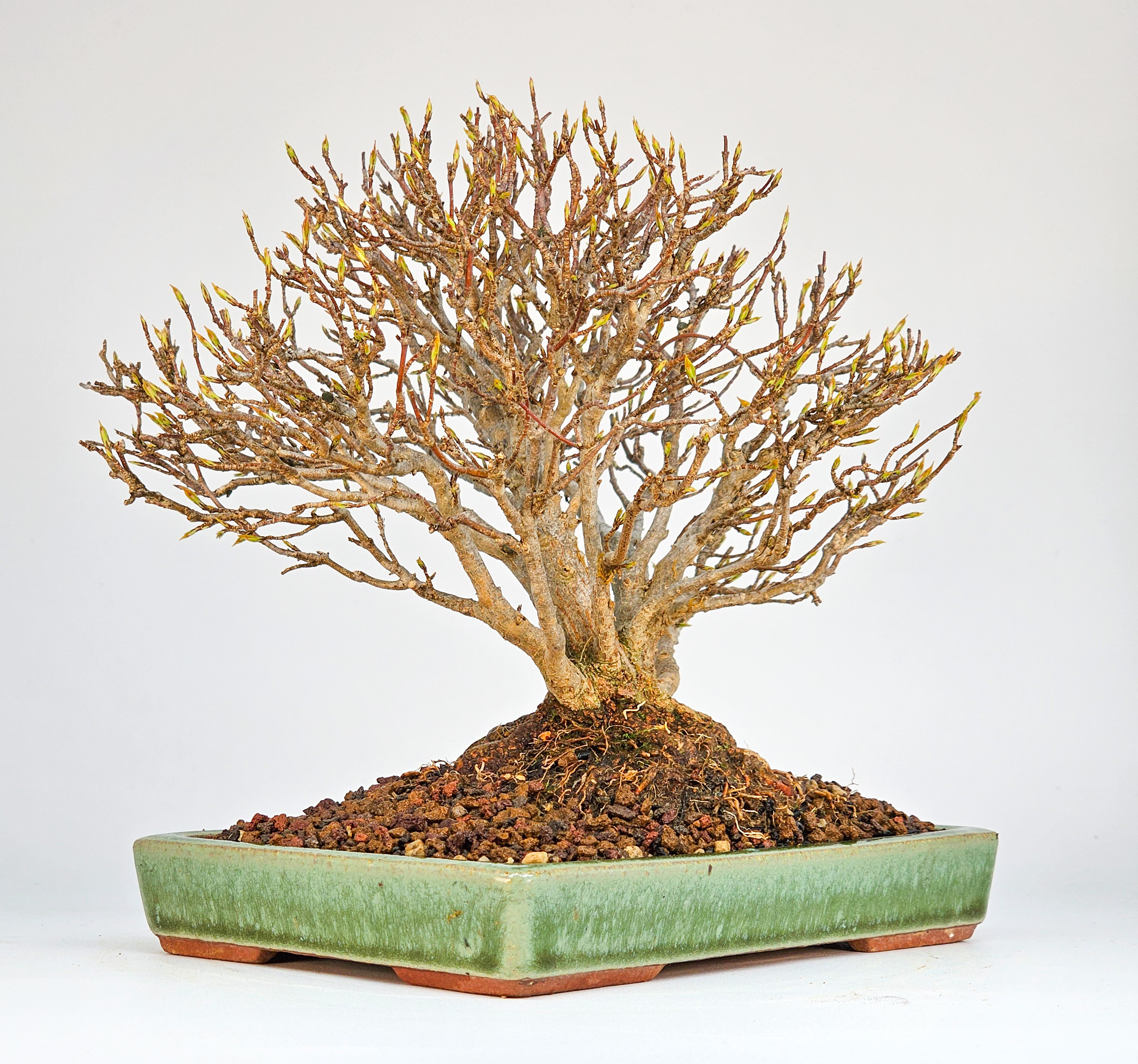 Bonsai Premium Dreispitzahorn - Acer buergerianum Shohin 15cm Video!!