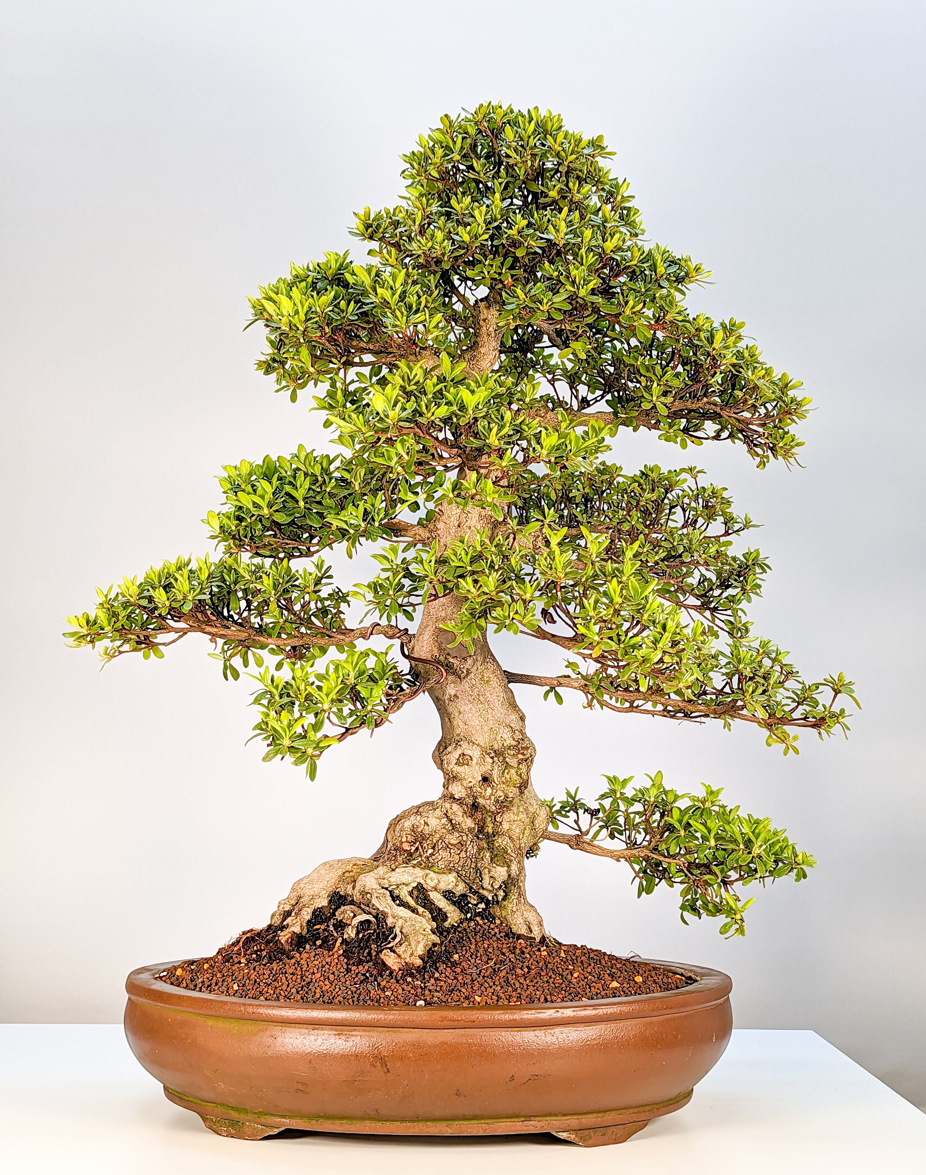 Bonsai Azalee Rhododendron indicum Hakatajiro 60cm Bonsai Azalee Rhododendron indicum Hakatajiro 60cm
